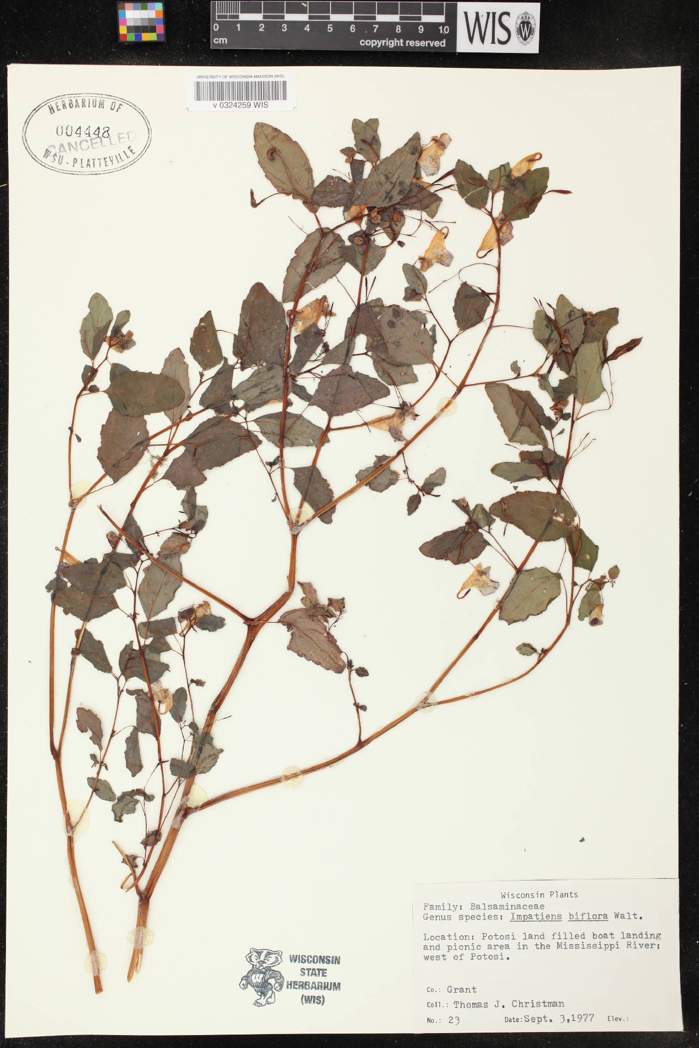 Impatiens capensis image