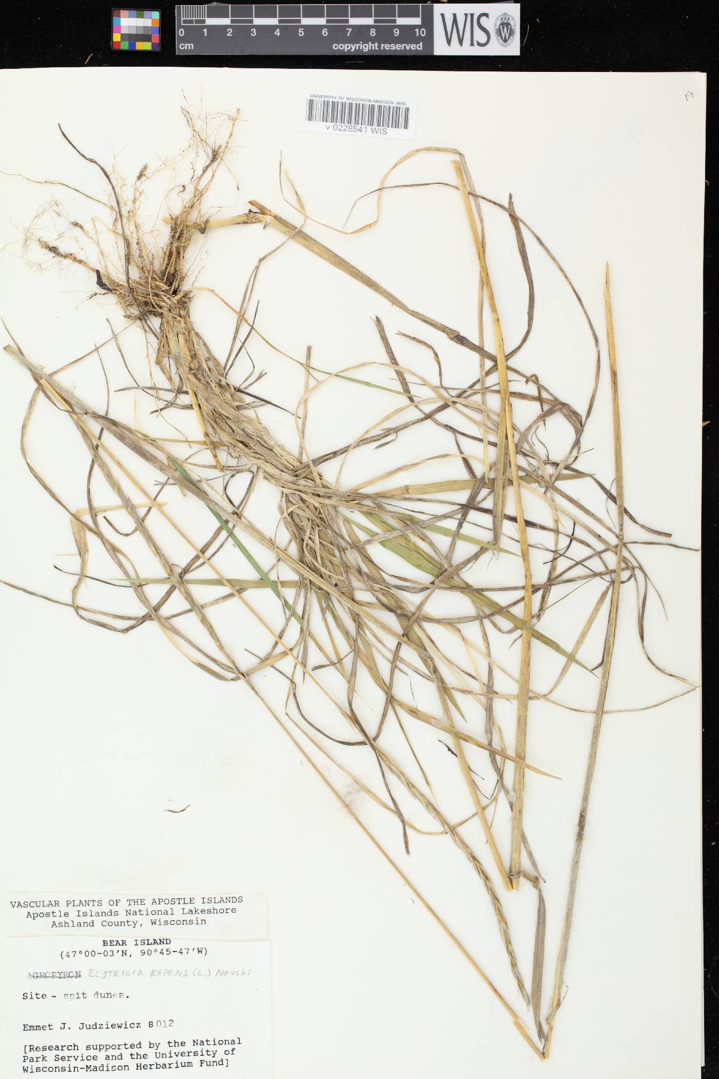 Elymus repens image