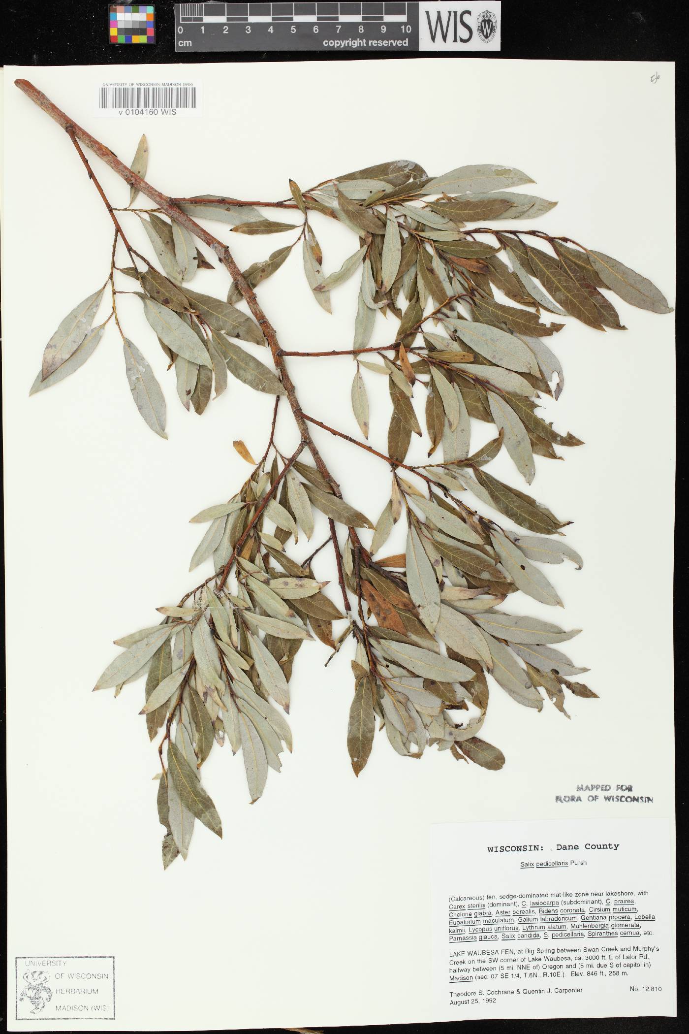 Salix pedicellaris image