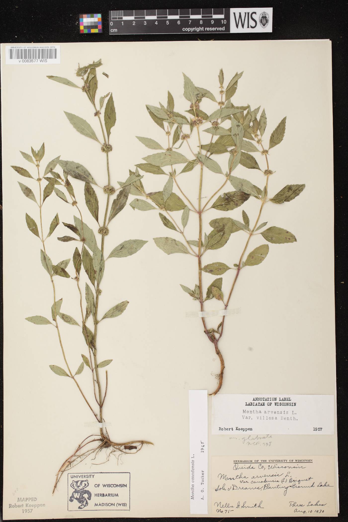 Mentha canadensis image