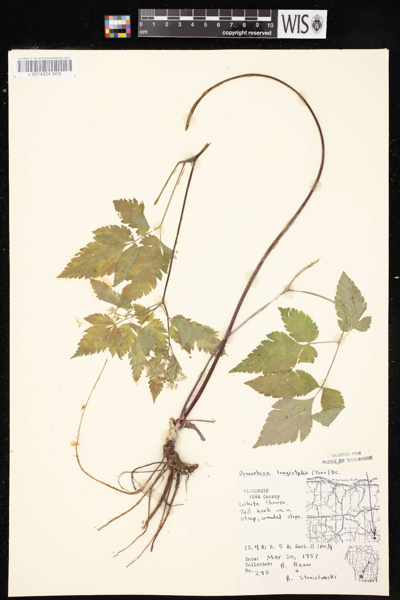 Osmorhiza longistylis image