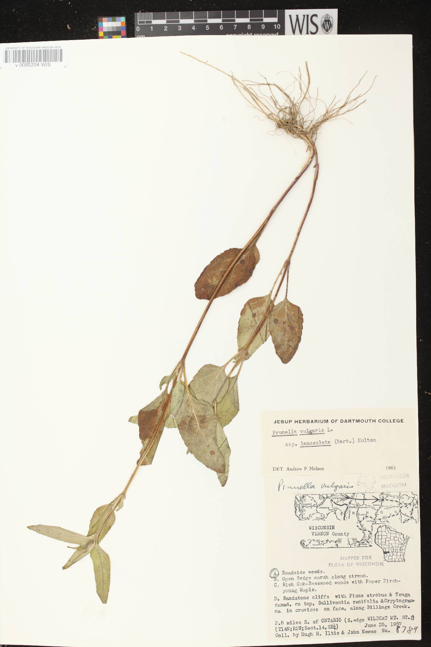 Prunella vulgaris image
