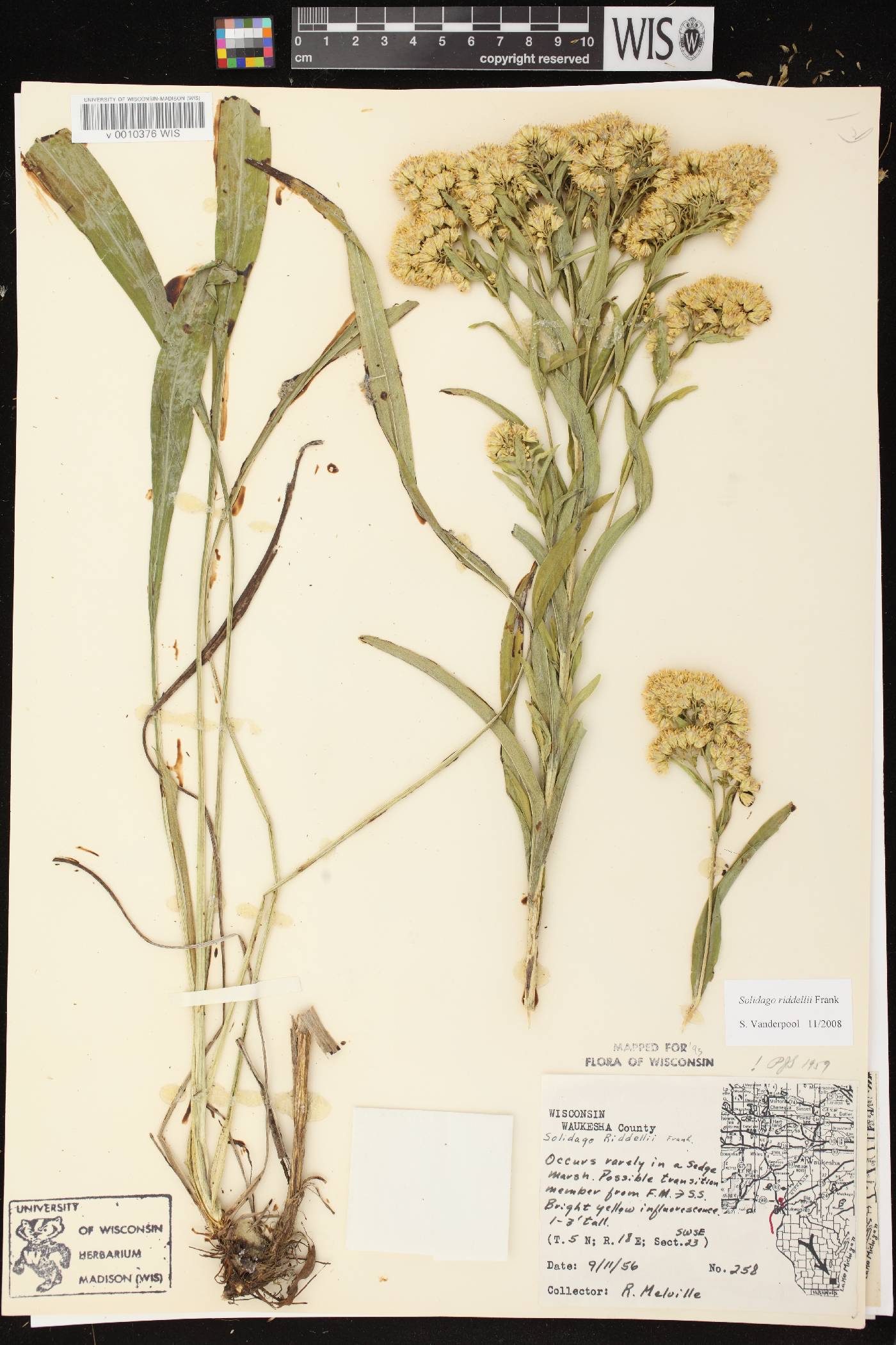 Solidago riddellii image