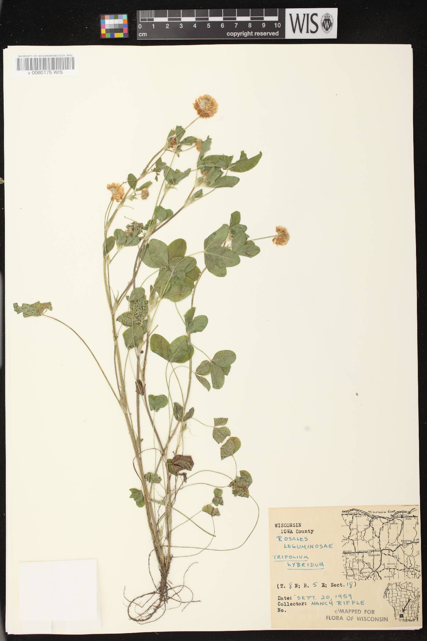 Trifolium hybridum image