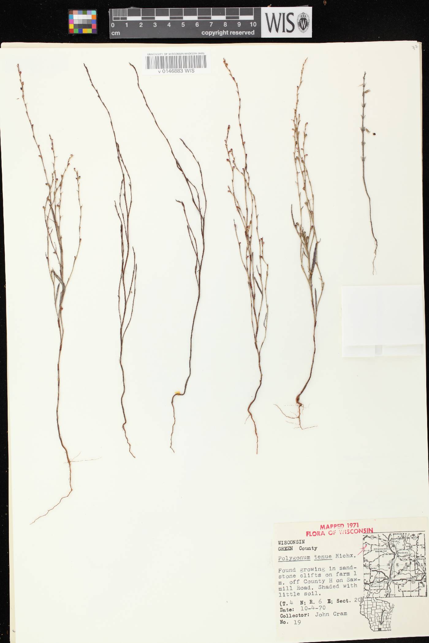 Polygonum tenue image