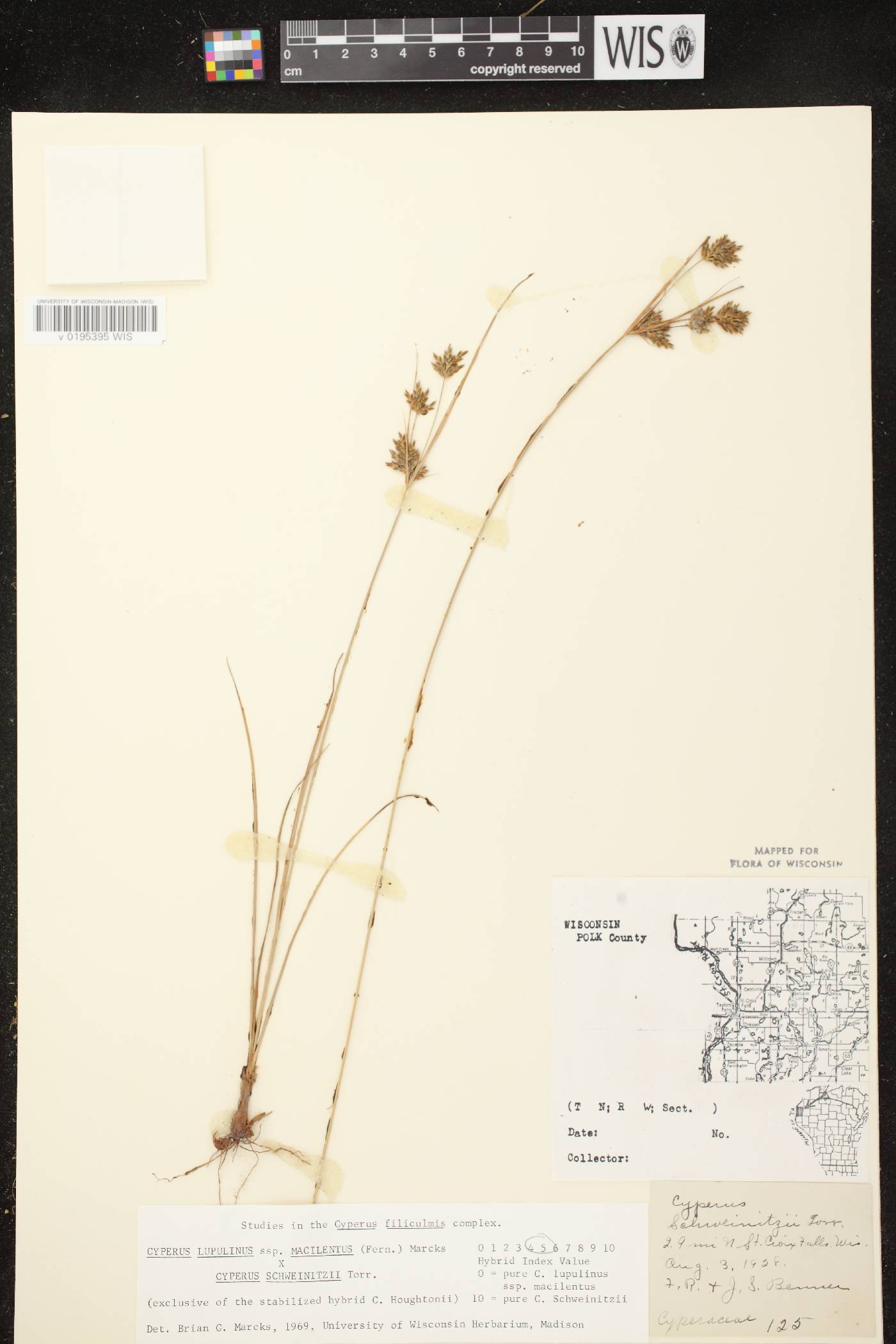 Cyperus lupulinus subsp. macilentus X C. schweinitzii image