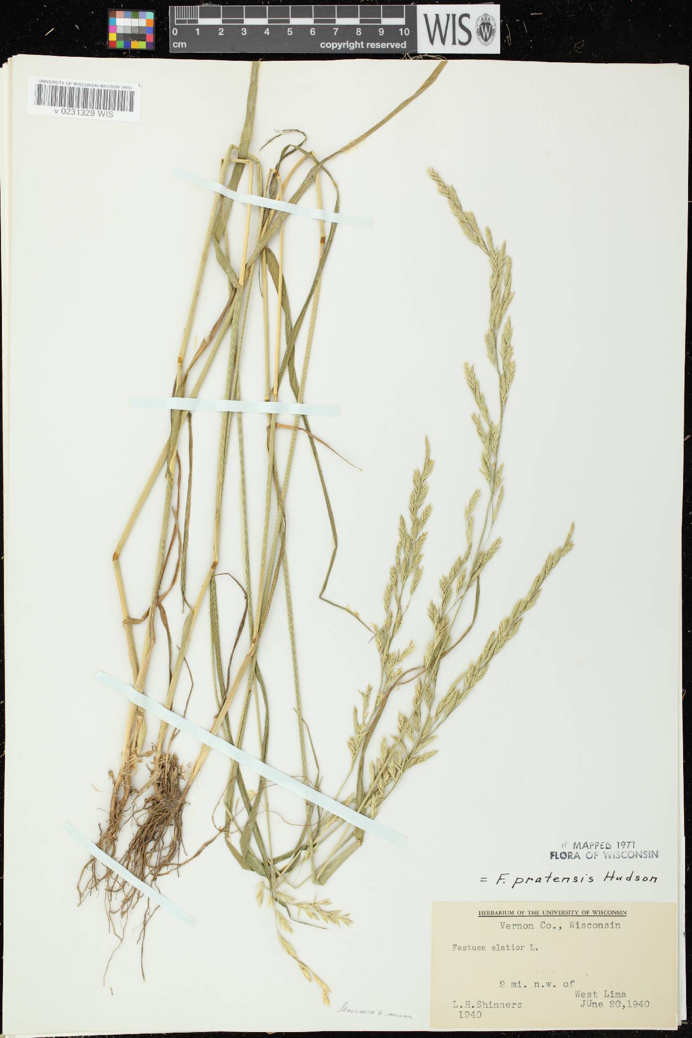 Lolium pratense image
