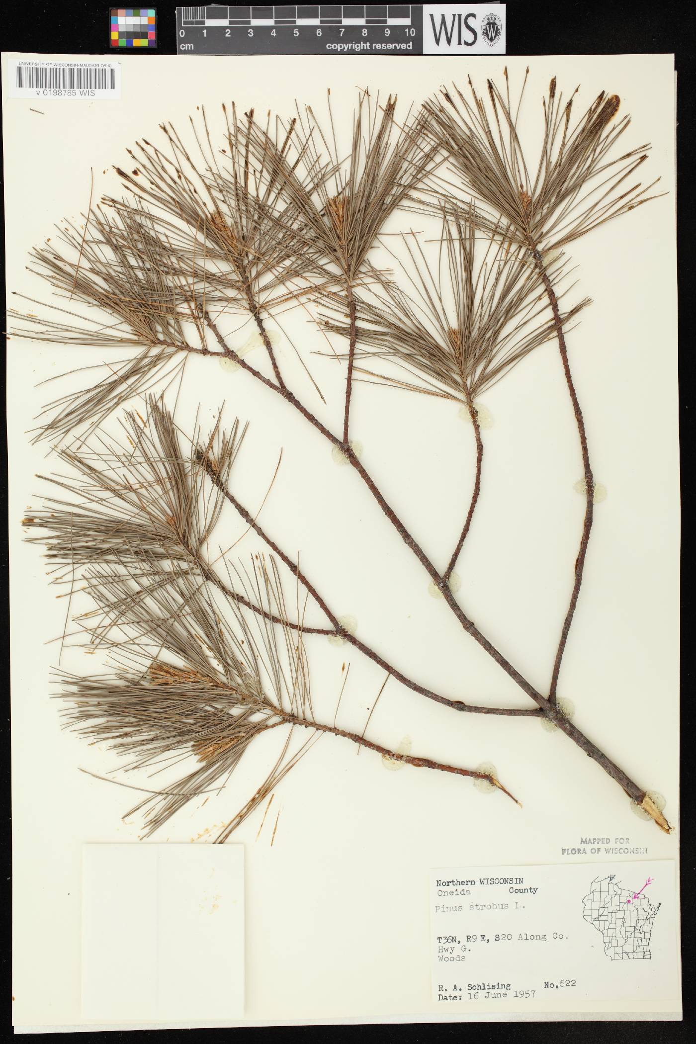 Pinus strobus image