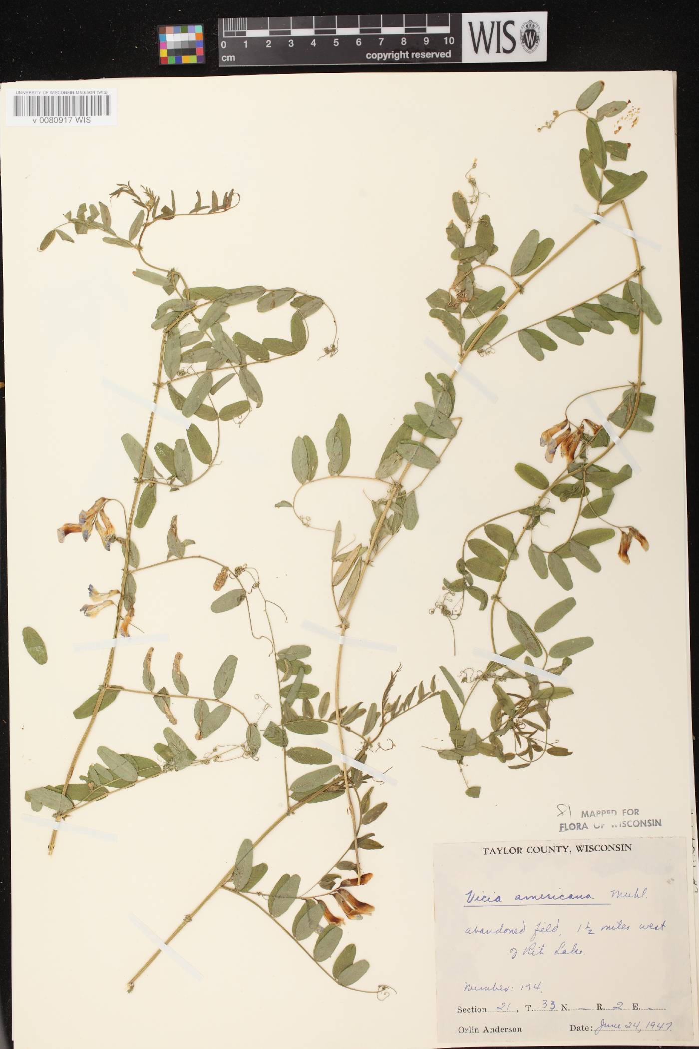 Vicia americana subsp. americana image