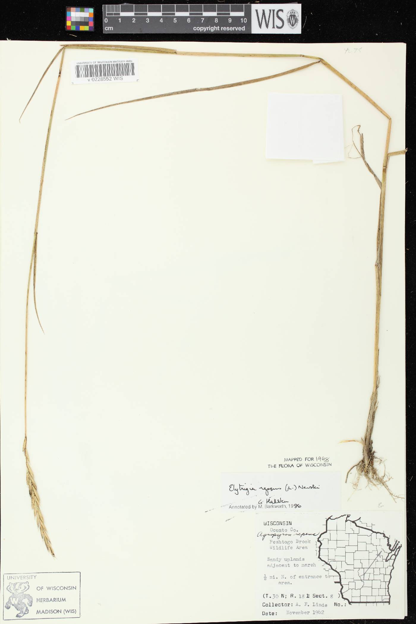 Elymus repens image