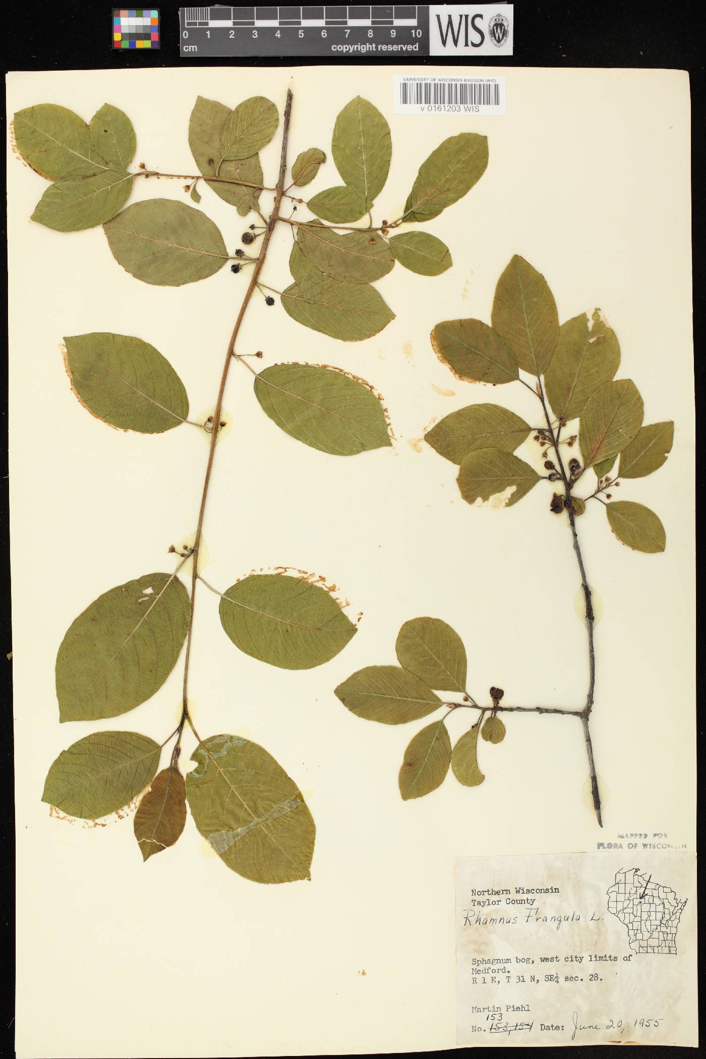 Frangula alnus image