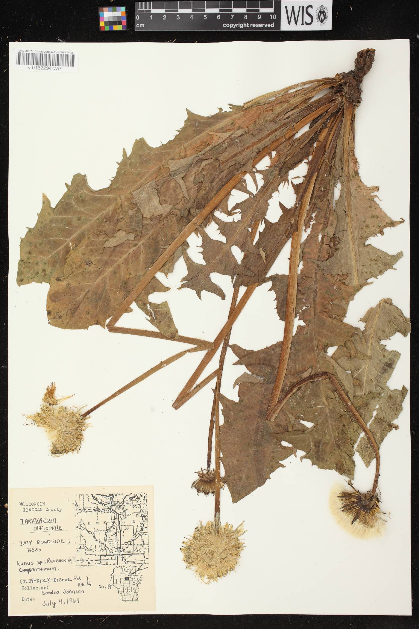 Taraxacum officinale image