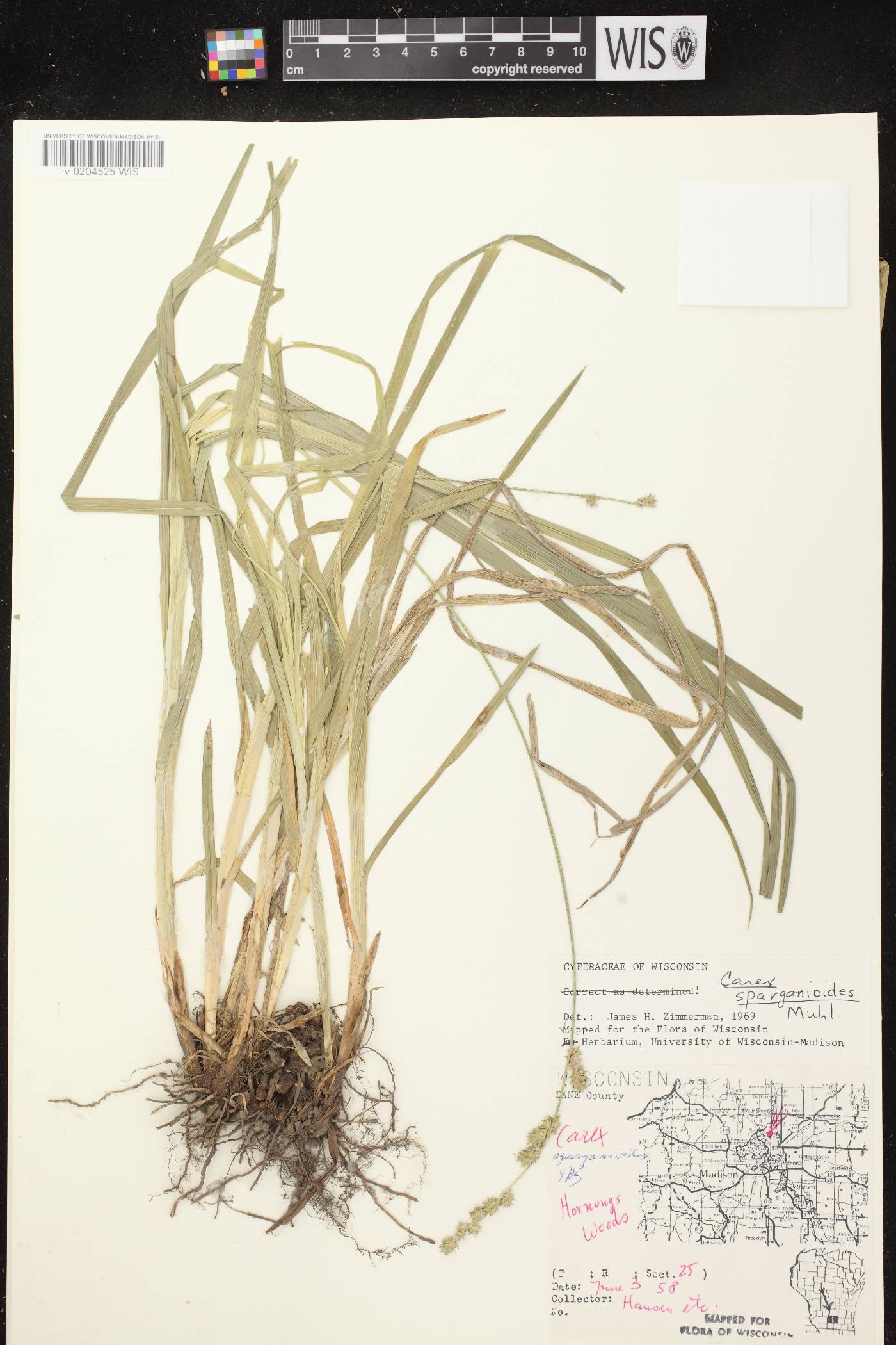 Carex sparganioides image
