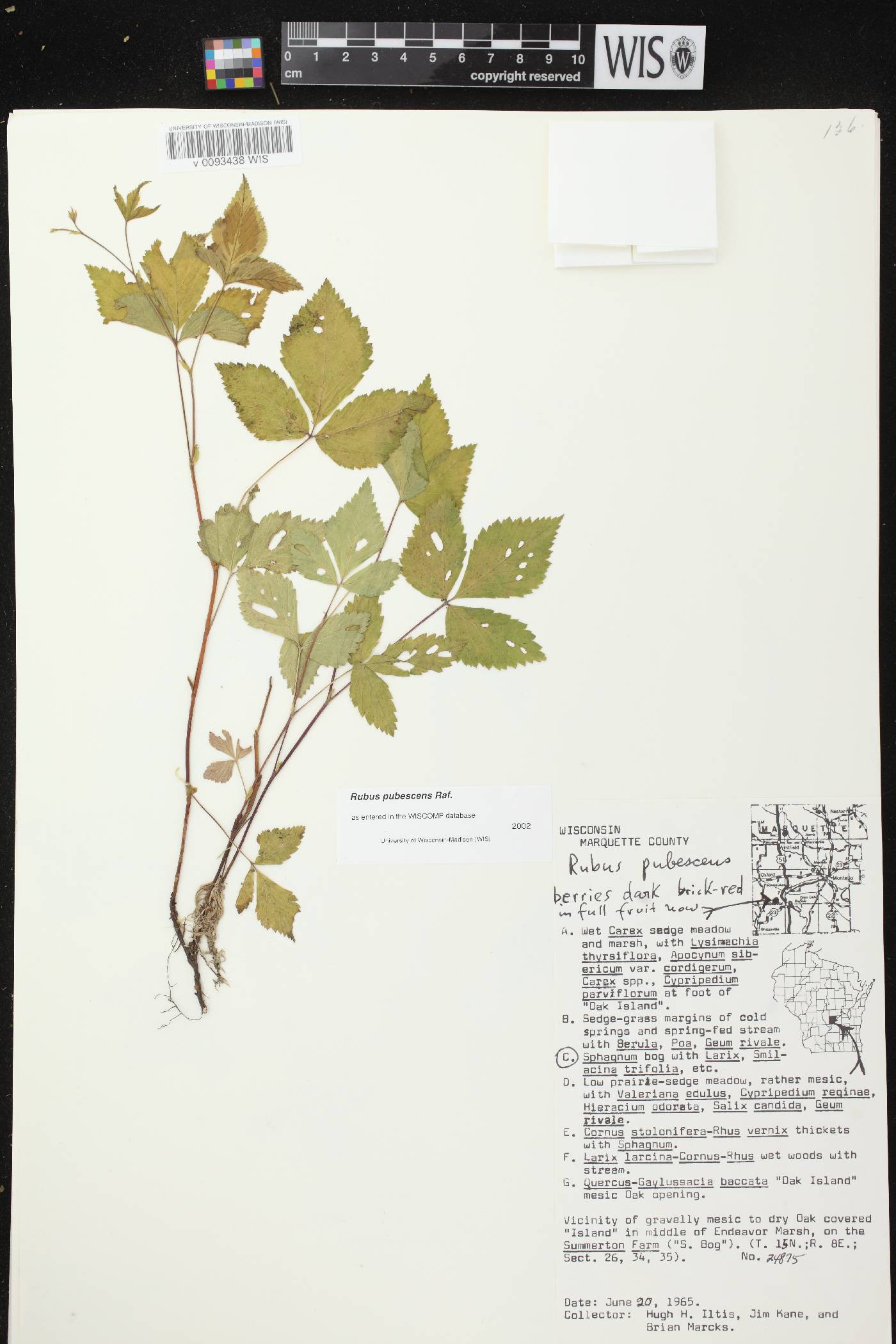 Rubus pubescens image