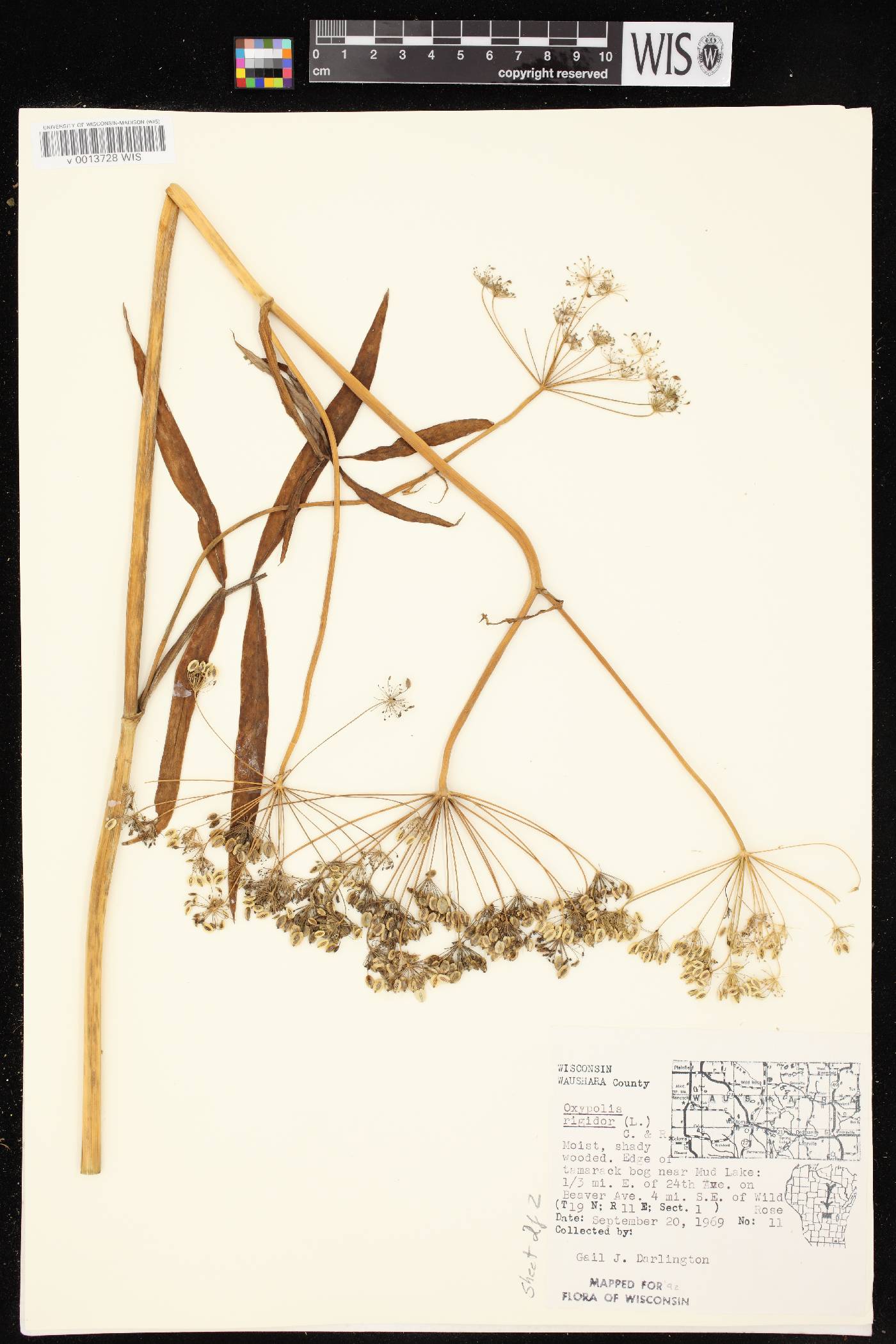 Oxypolis rigidior image