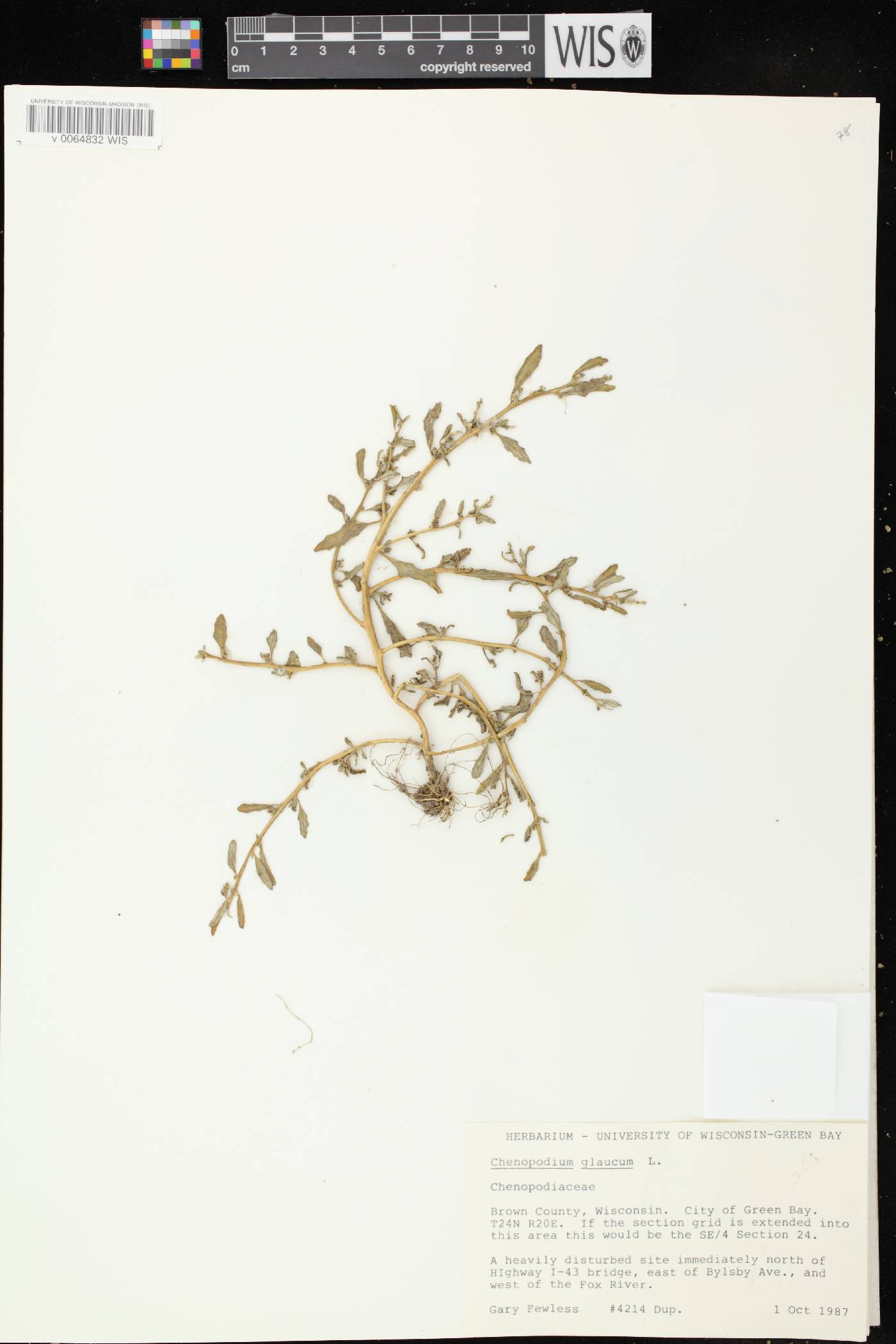 Chenopodium glaucum image