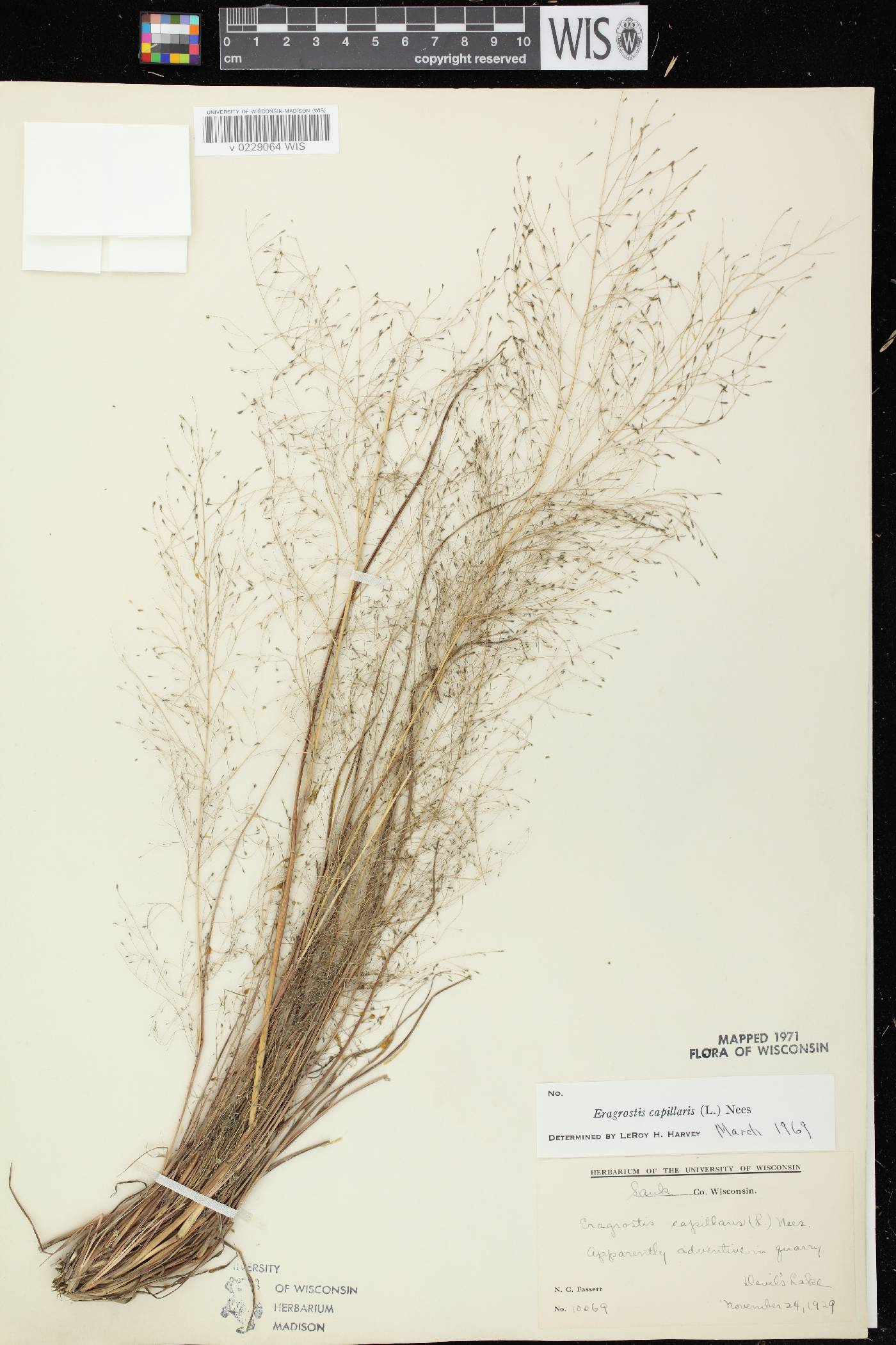 Eragrostis capillaris image