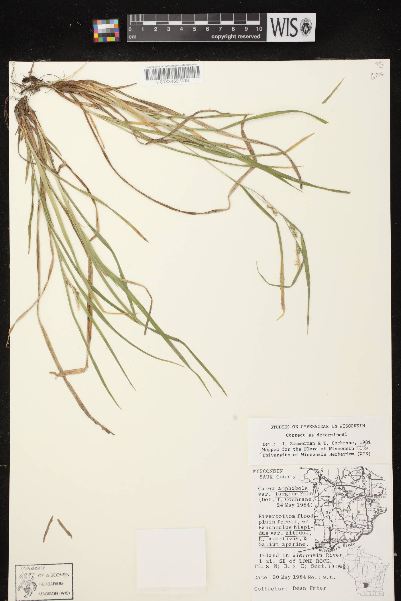 Carex grisea image