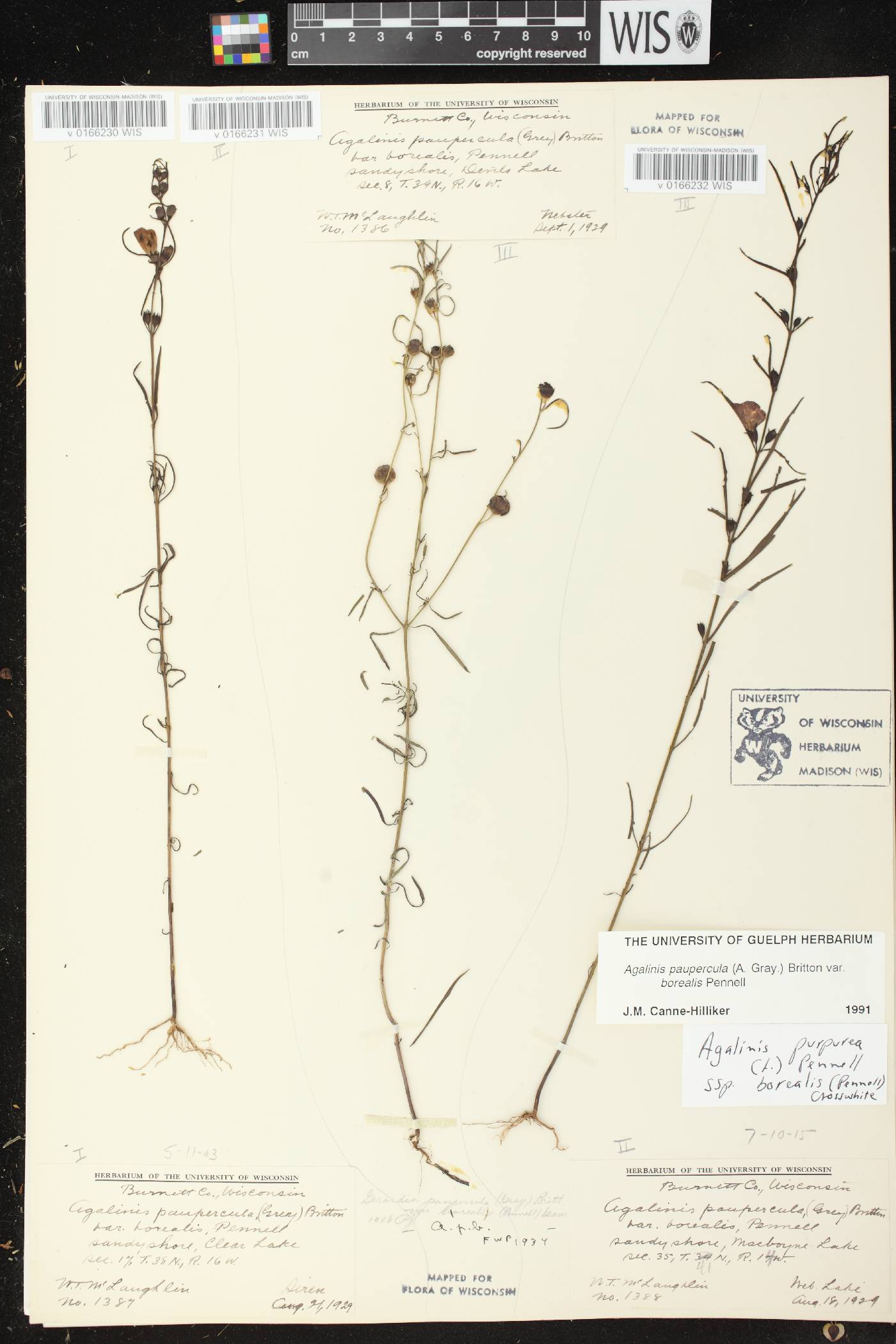 Agalinis paupercula var. borealis image
