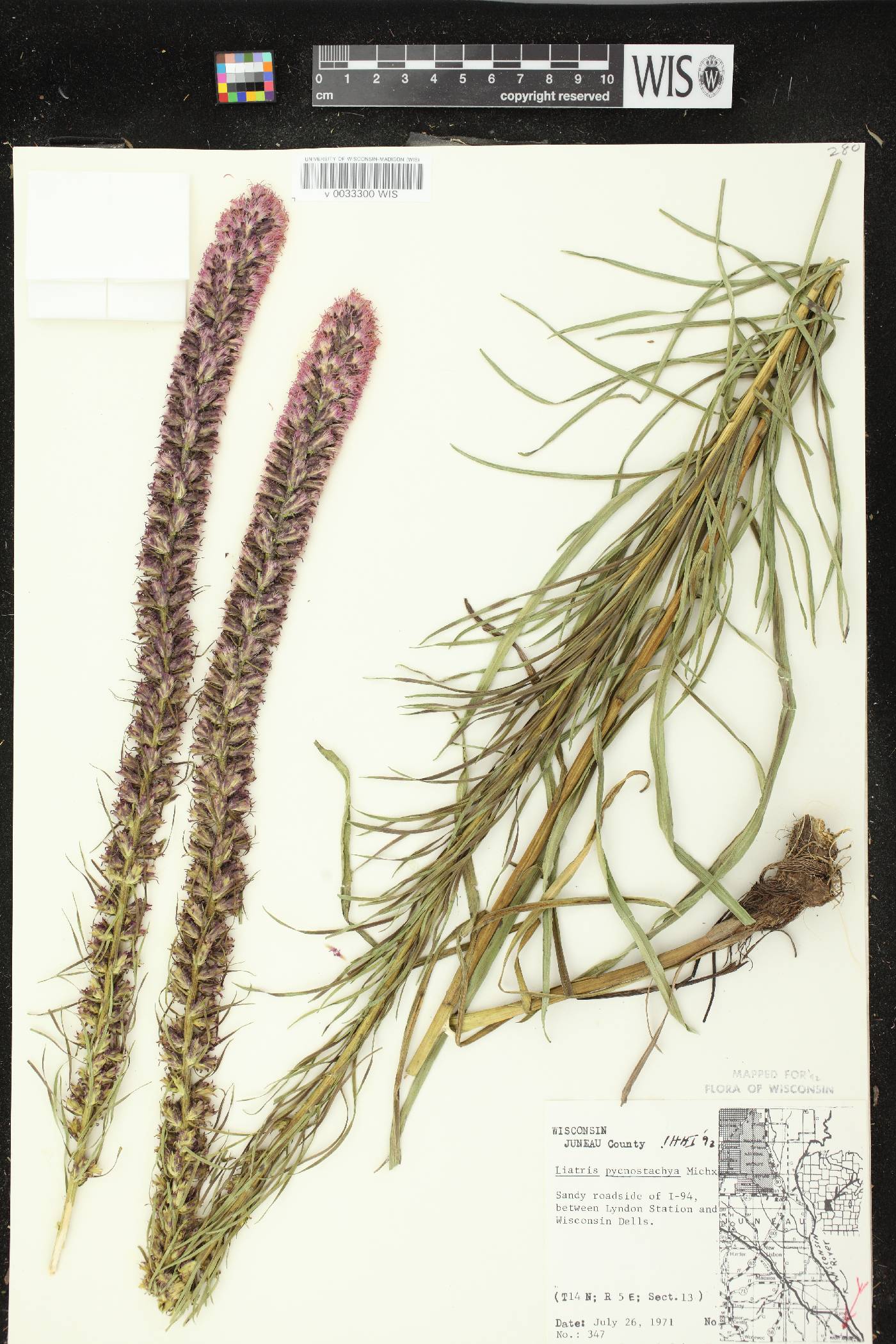 Liatris pycnostachya image