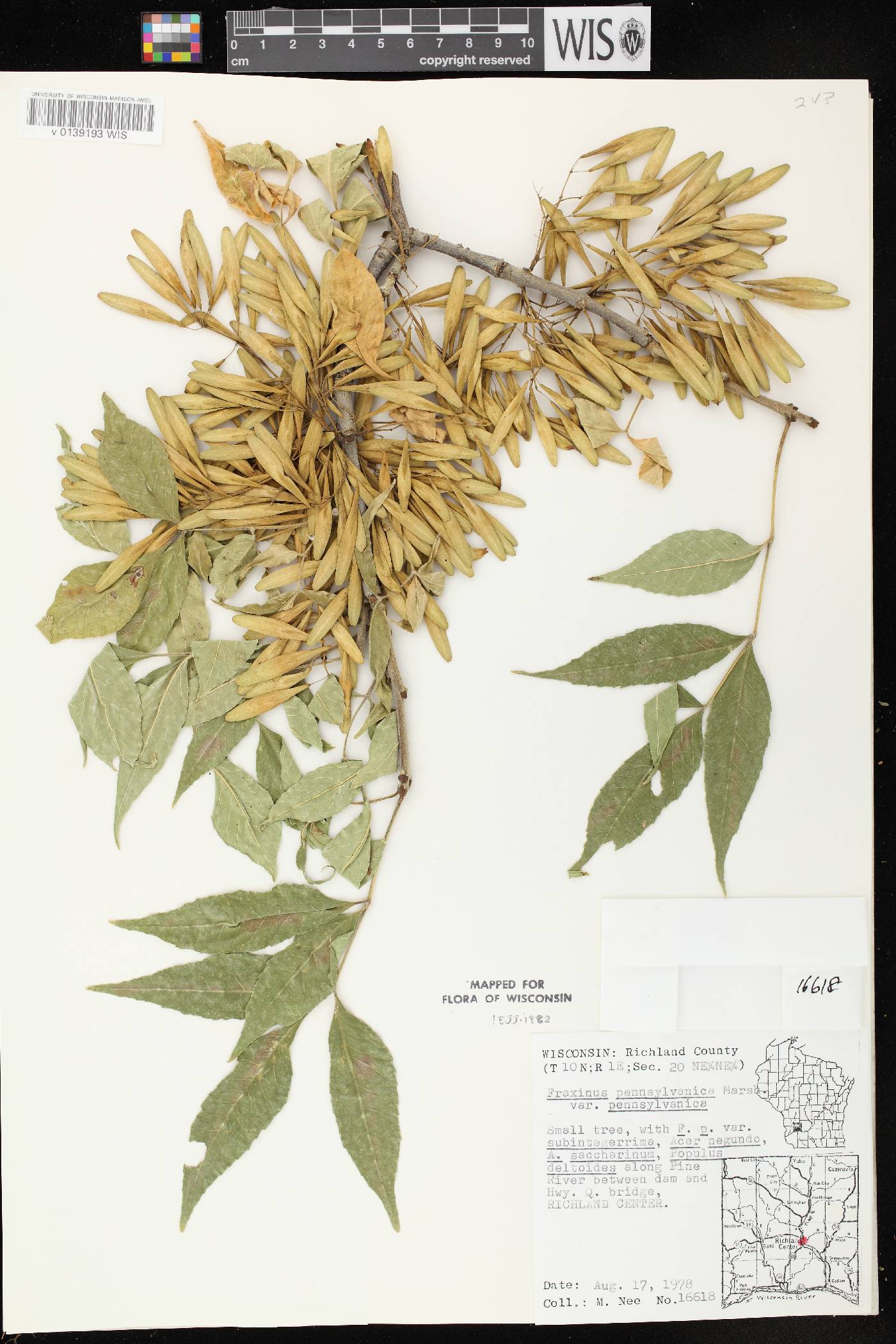 Fraxinus pennsylvanica image