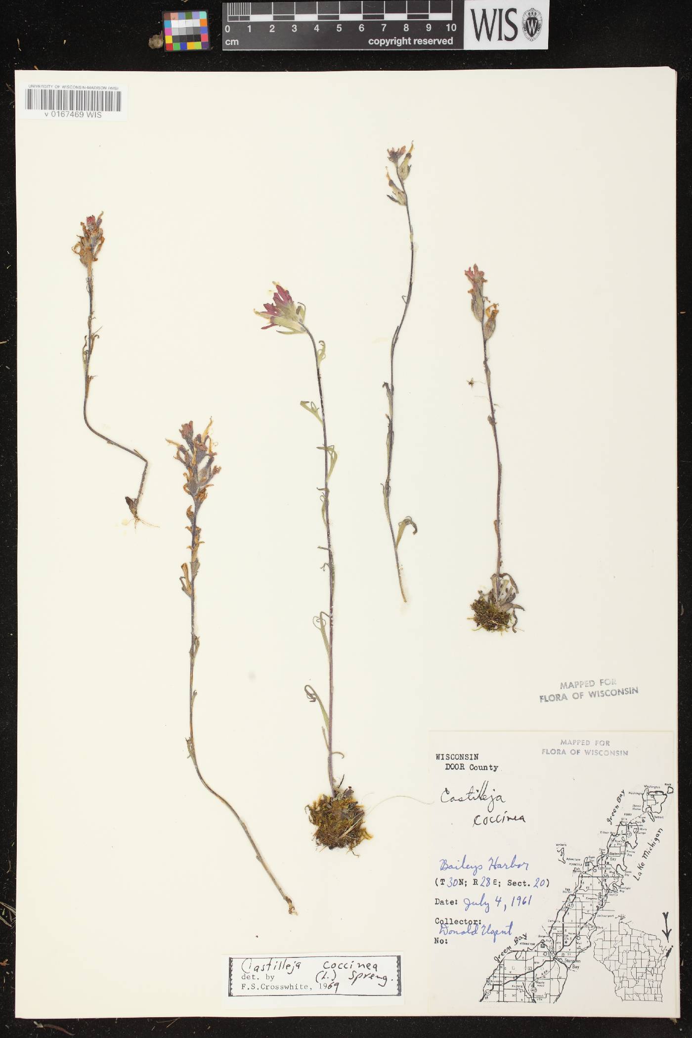 Castilleja coccinea image