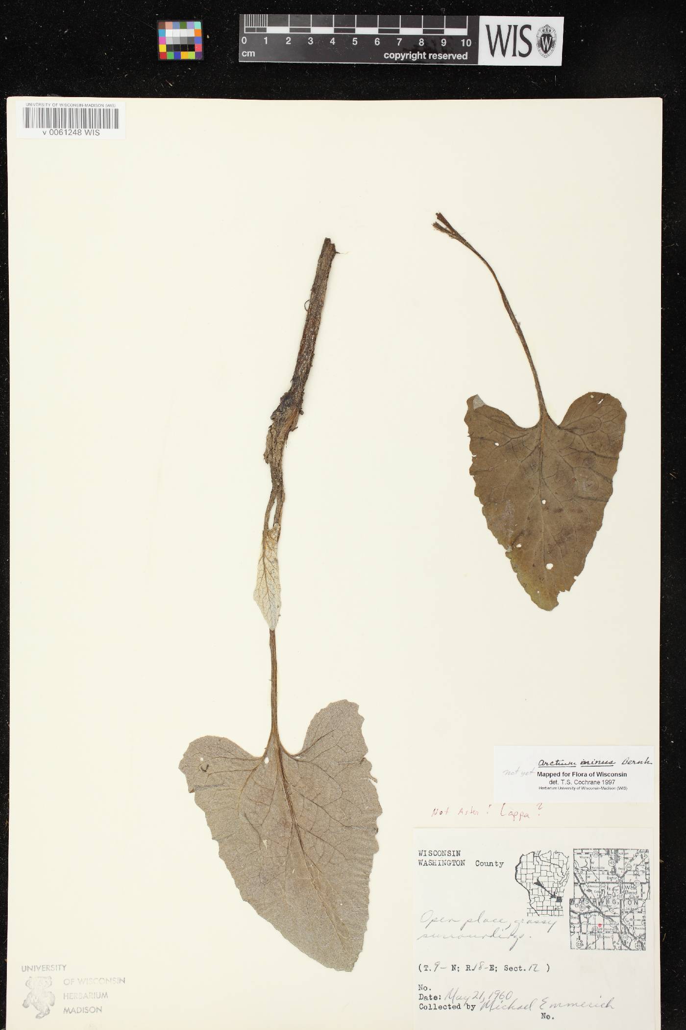 Arctium minus image