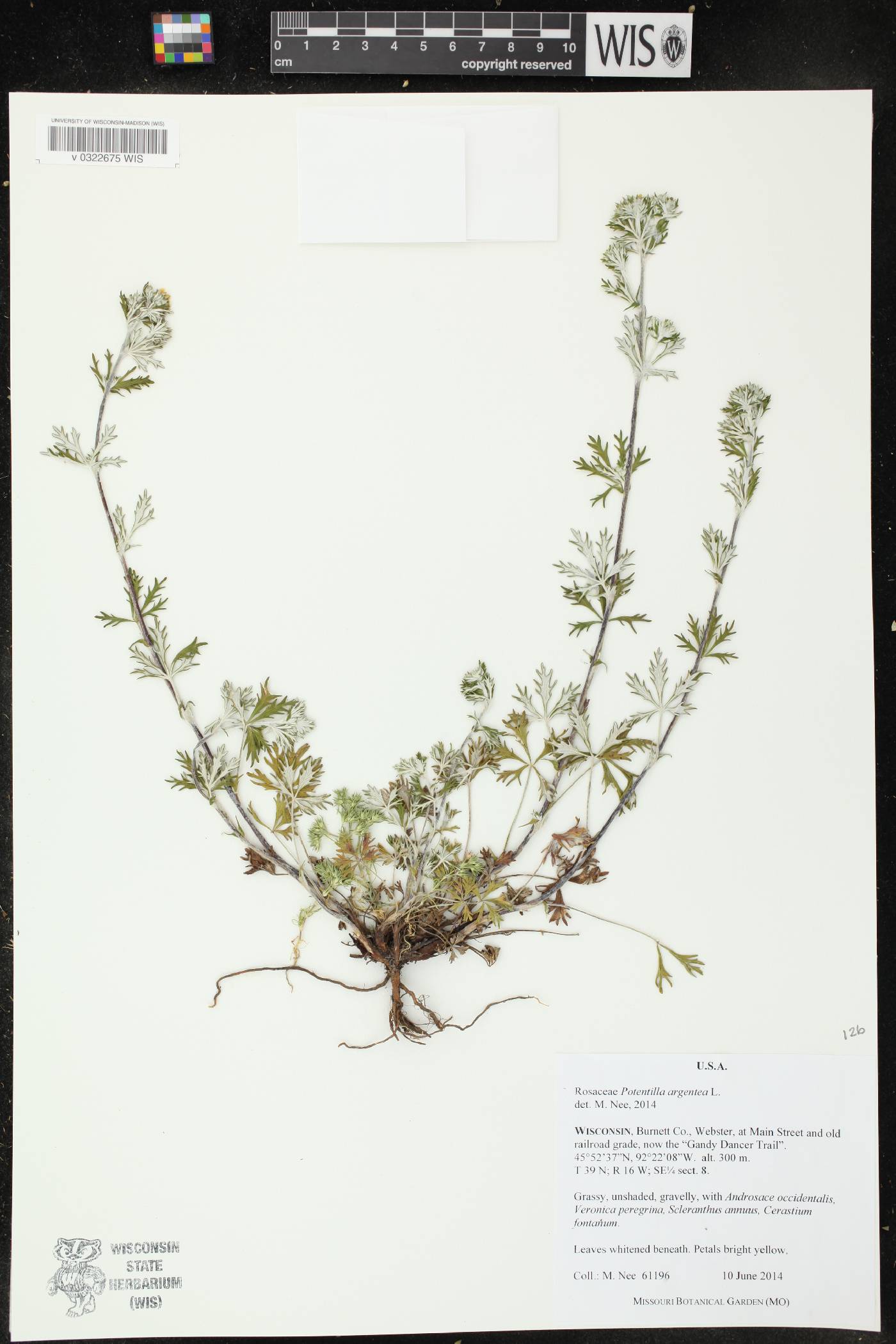 Potentilla argentea image