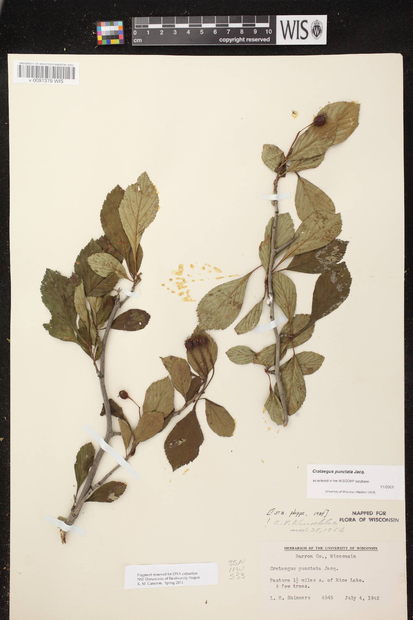 Crataegus punctata image