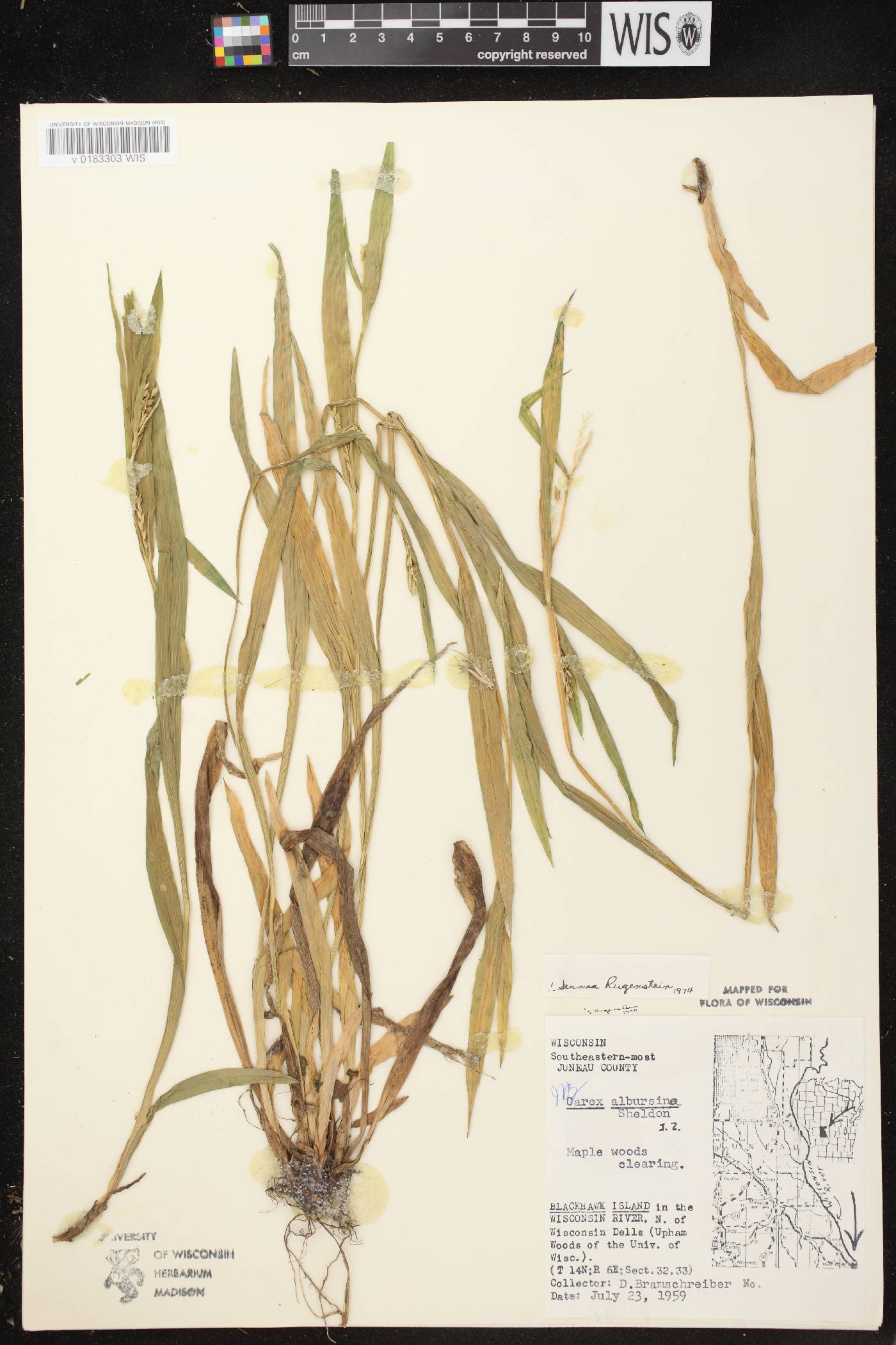 Carex albursina image