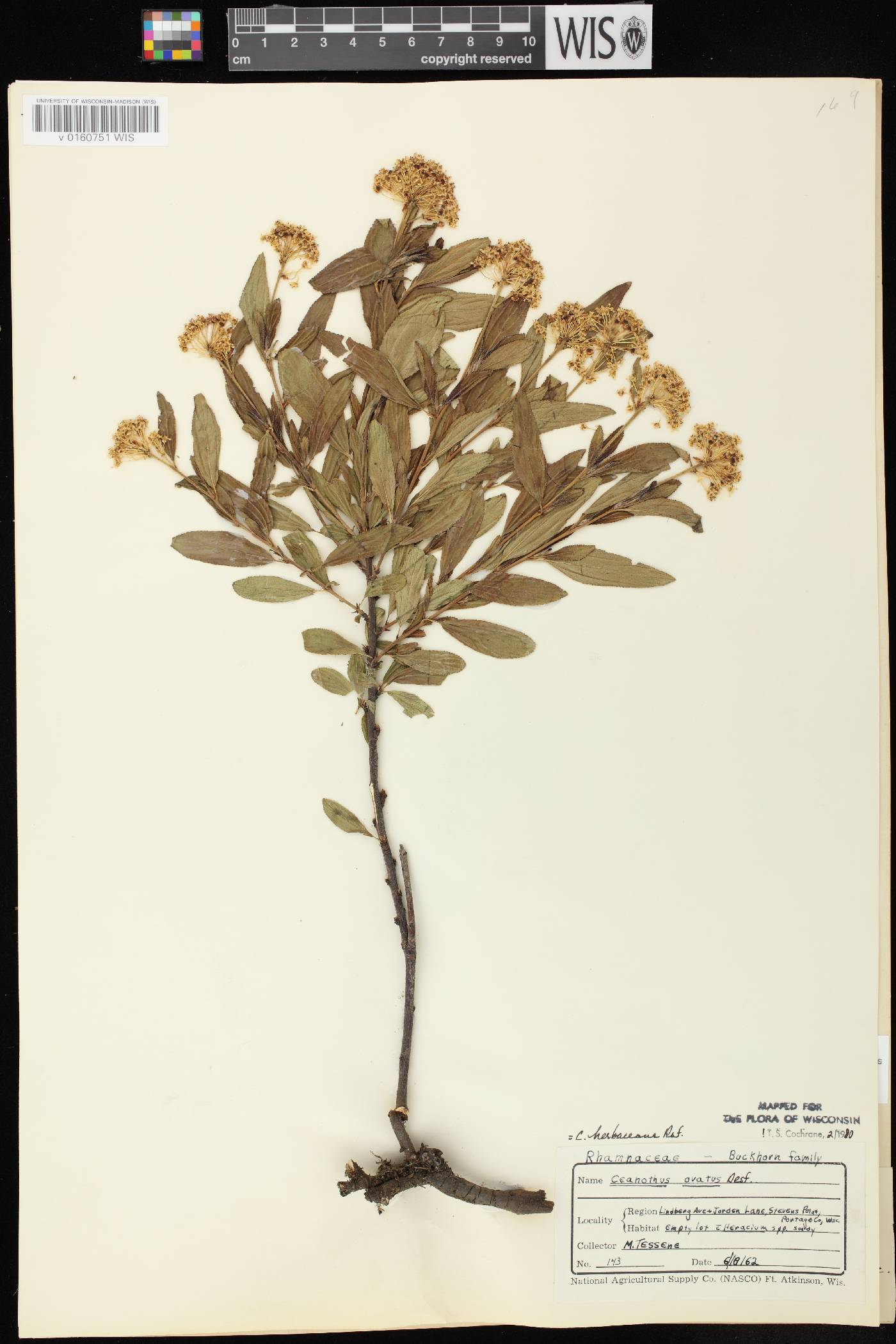 Ceanothus herbaceus image