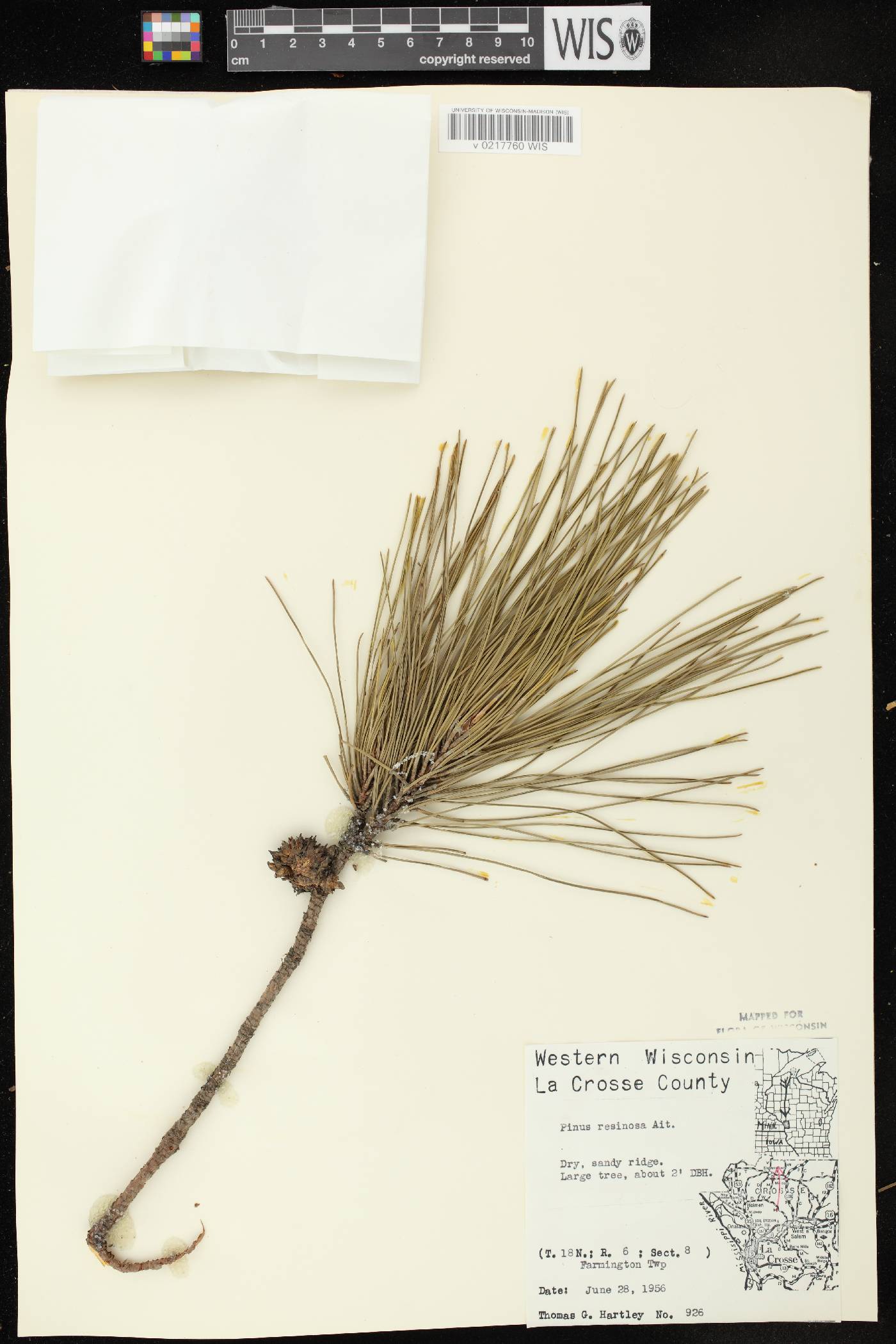 Pinus resinosa image