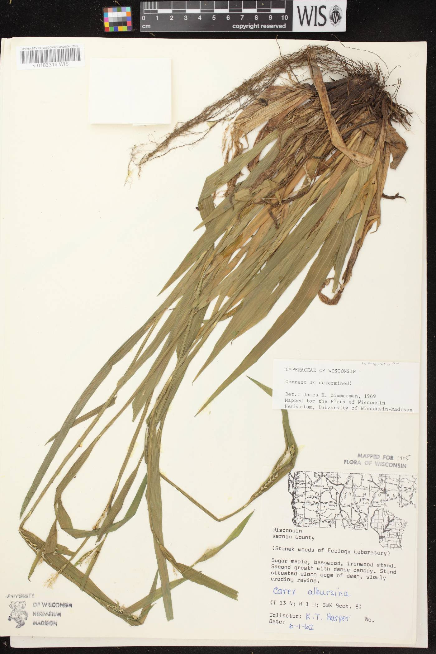 Carex albursina image