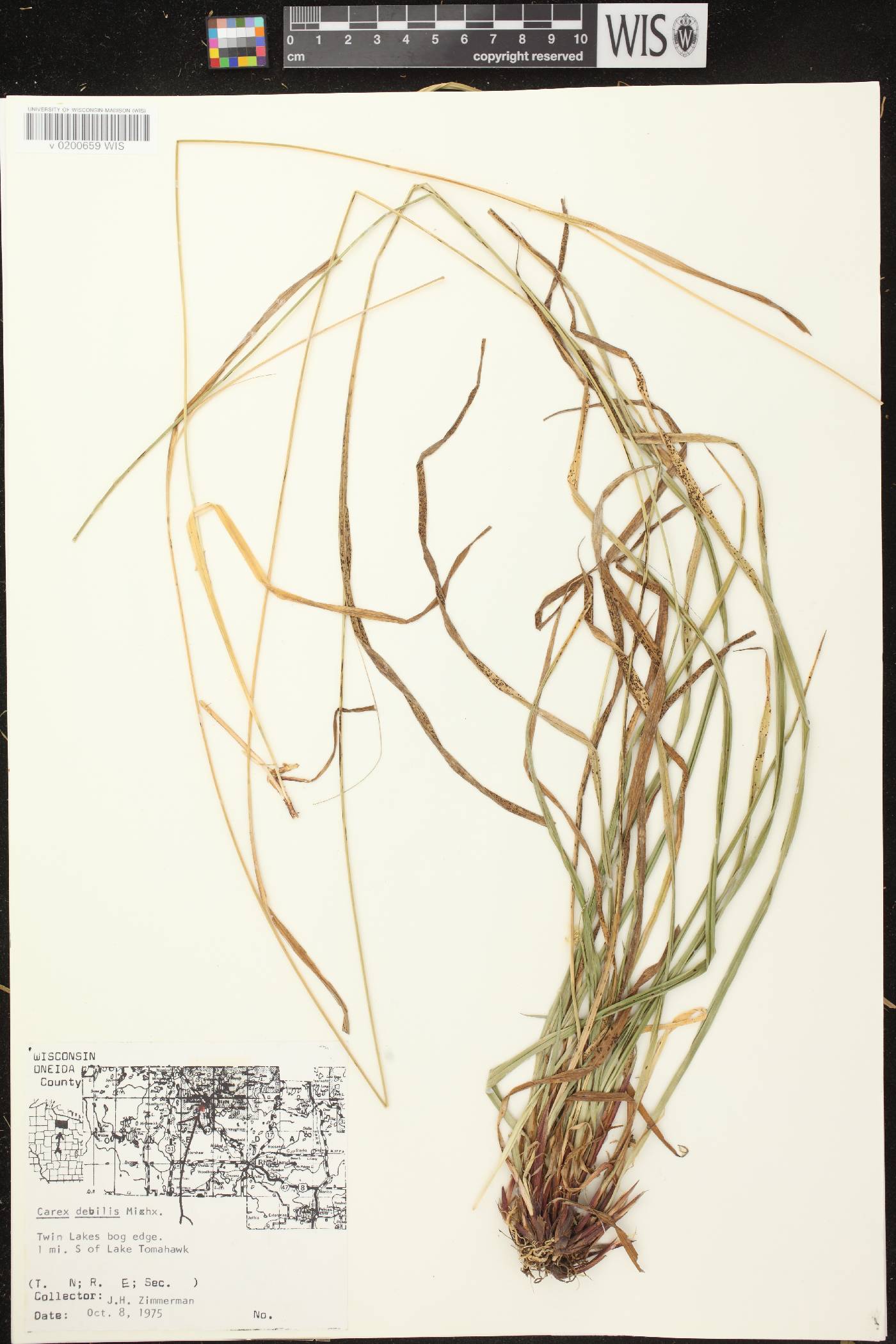 Carex debilis var. rudgei image