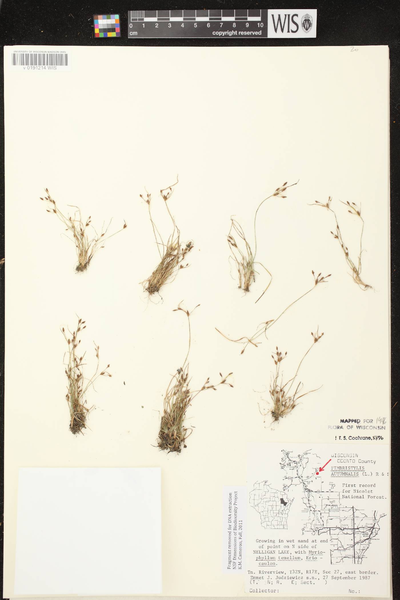 Fimbristylis autumnalis image