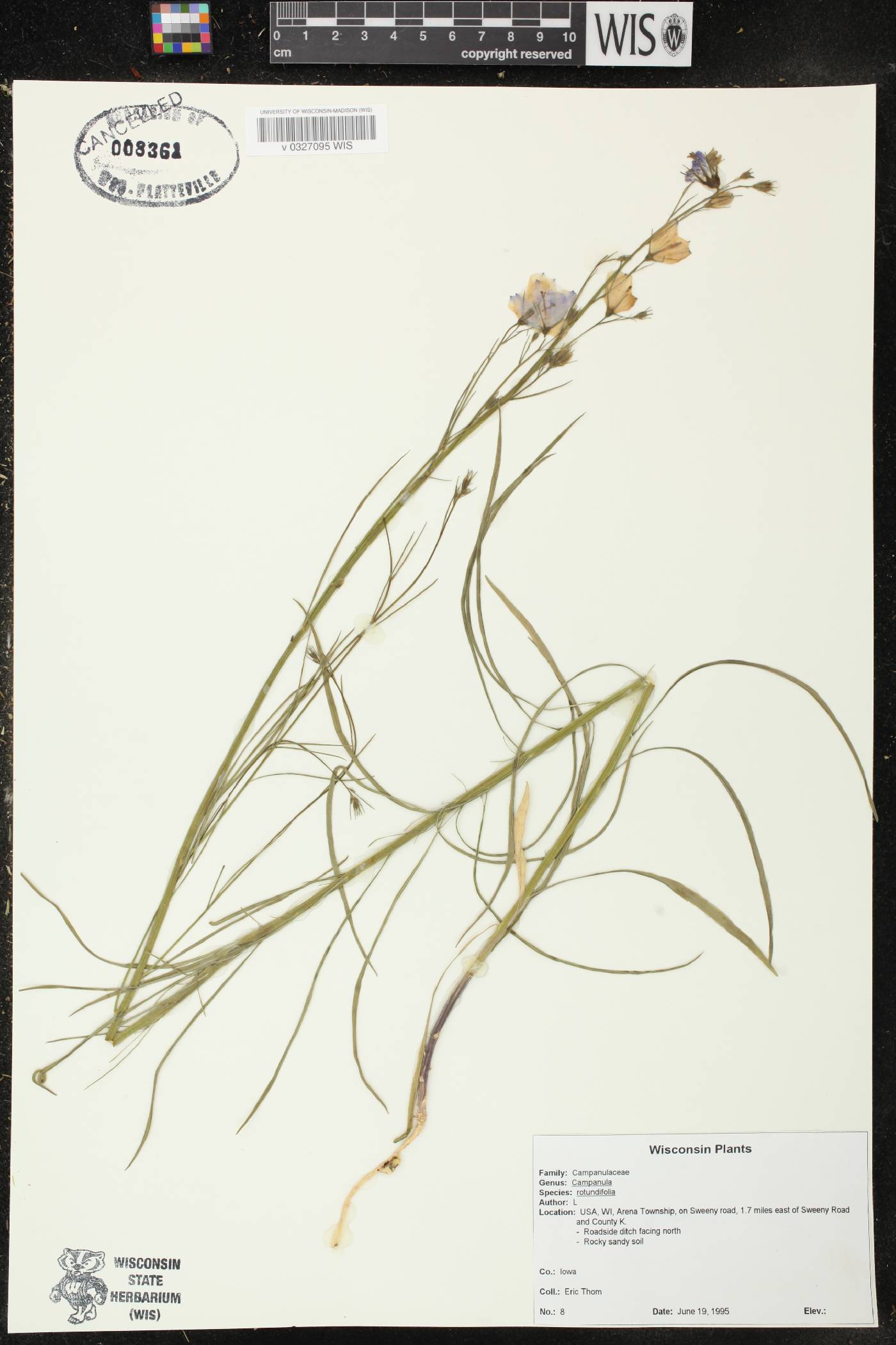 Campanula rotundifolia image