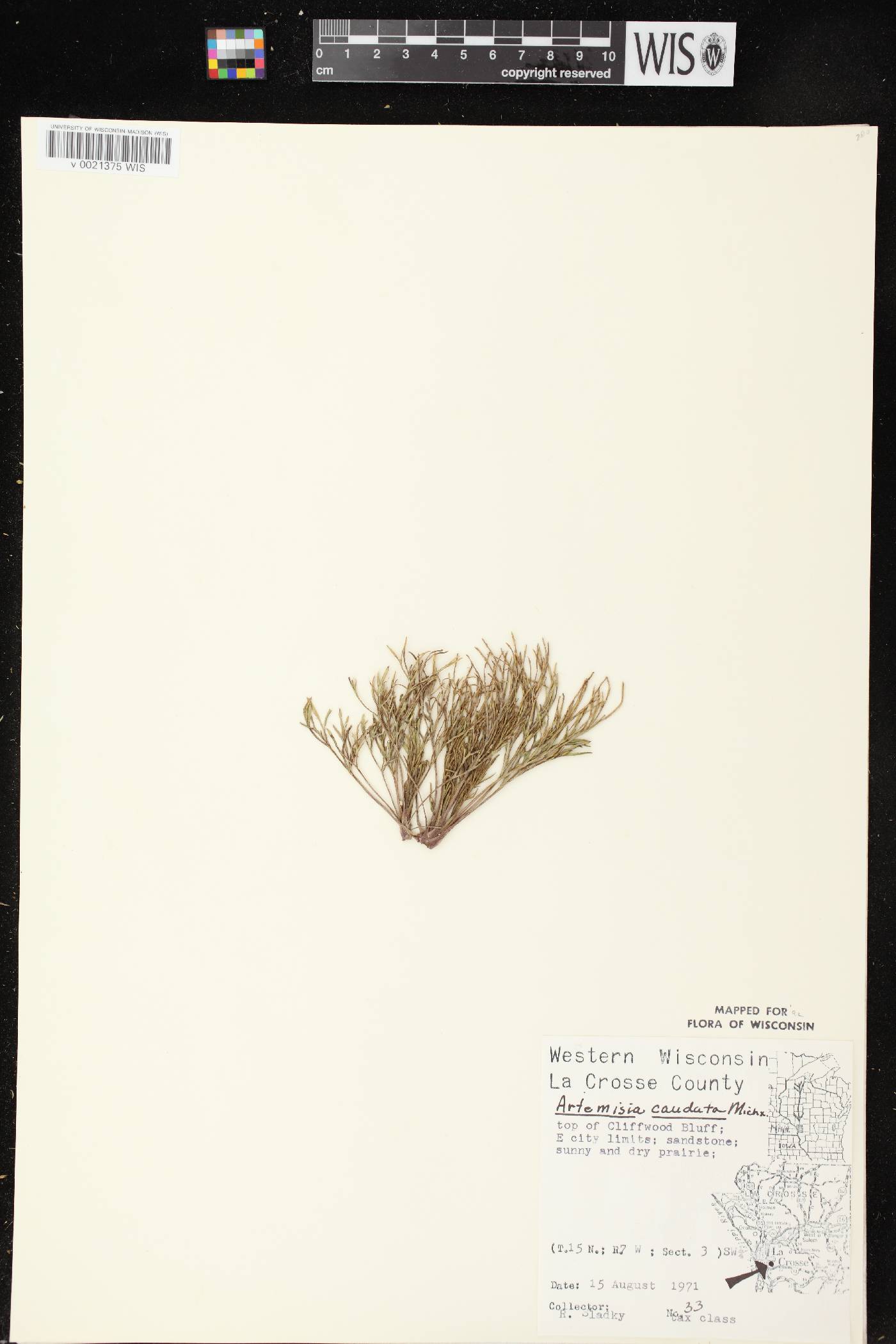 Artemisia campestris image