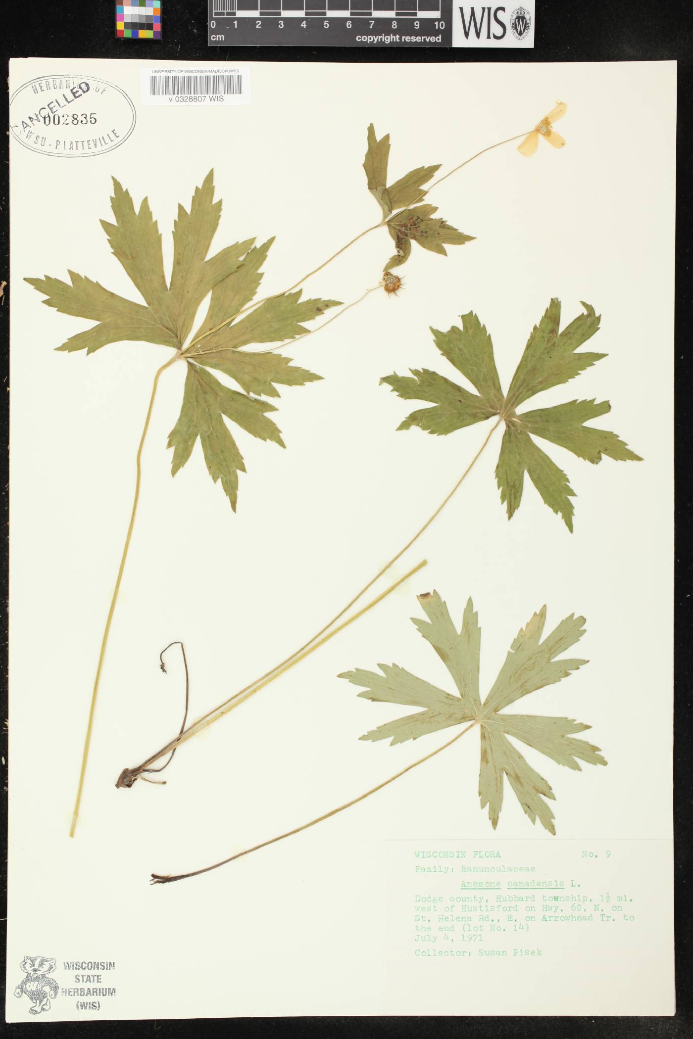 Anemone canadensis image