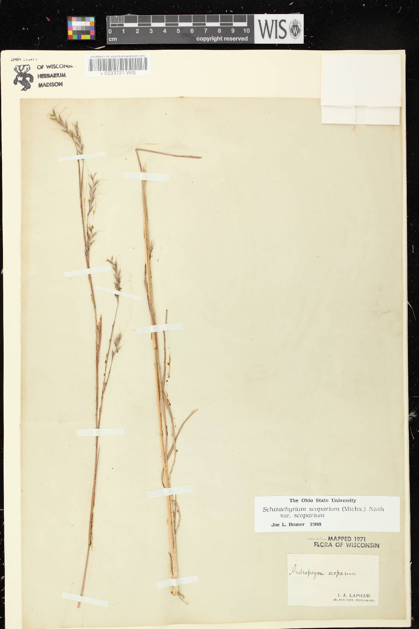 Schizachyrium scoparium var. scoparium image