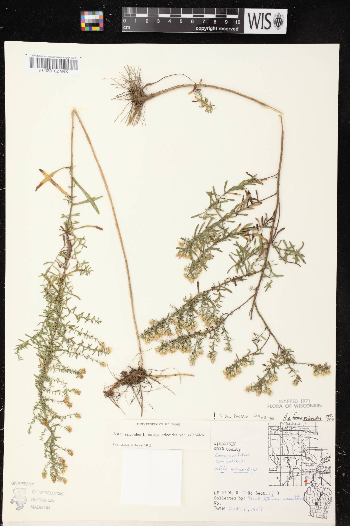 Symphyotrichum ericoides image
