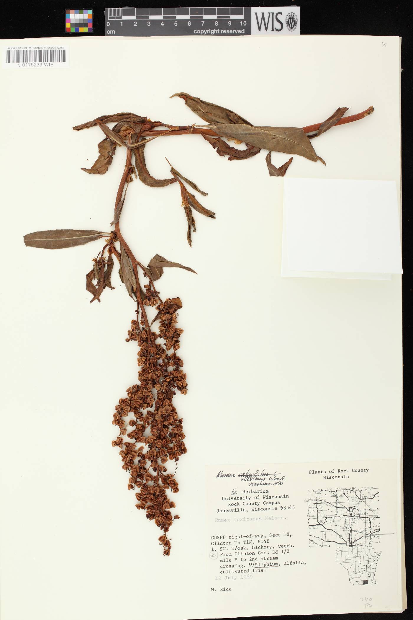 Rumex altissimus image