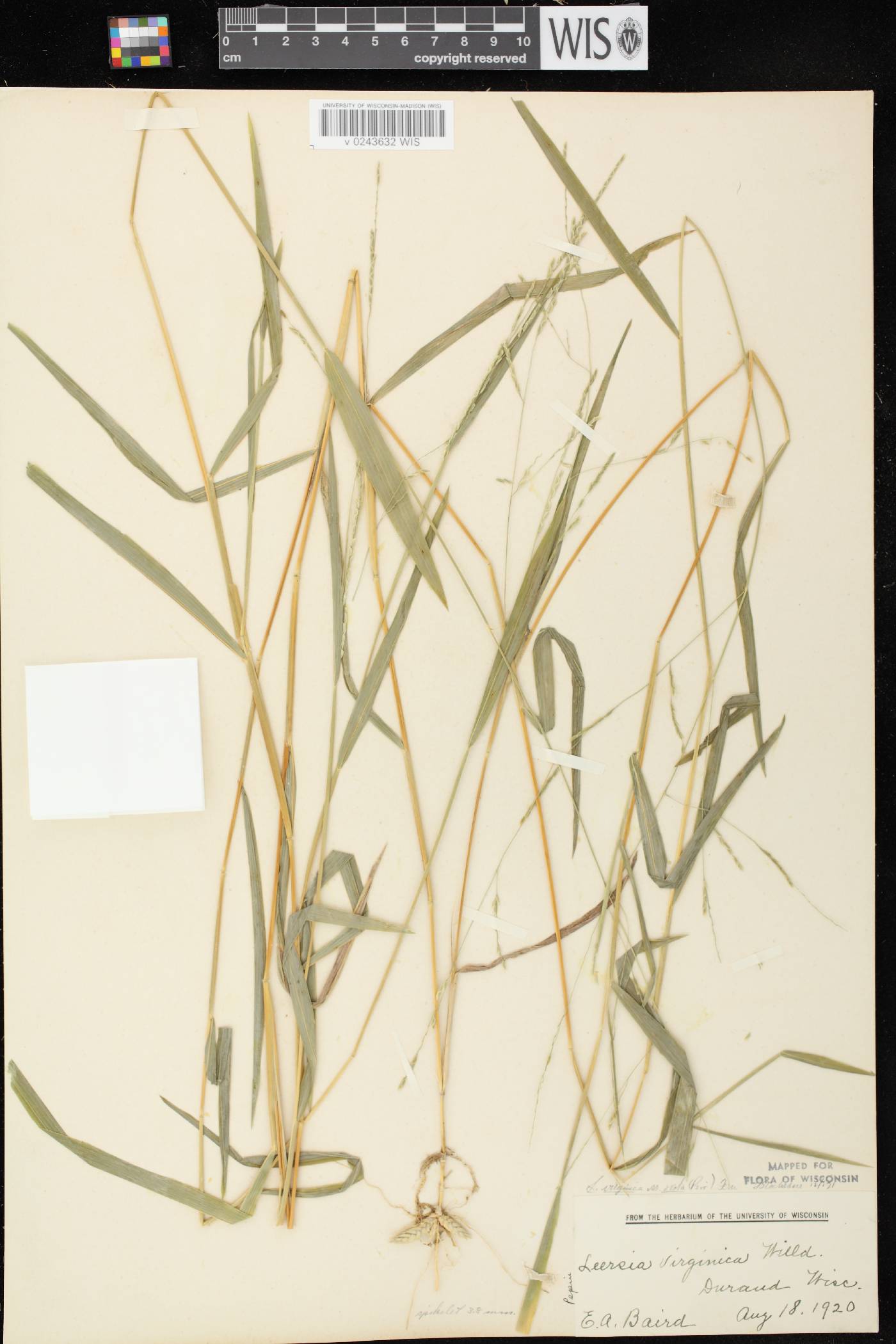 Leersia virginica image