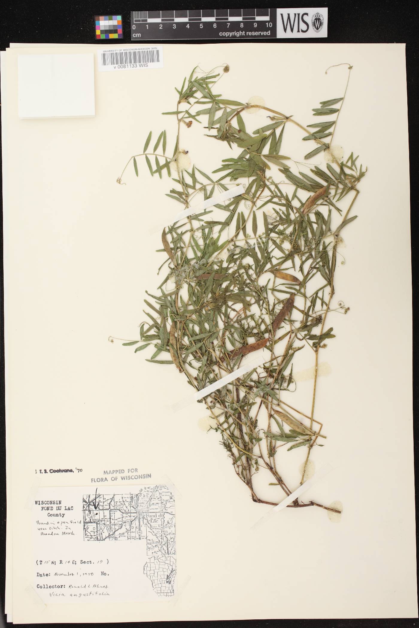 Vicia sativa subsp. nigra image