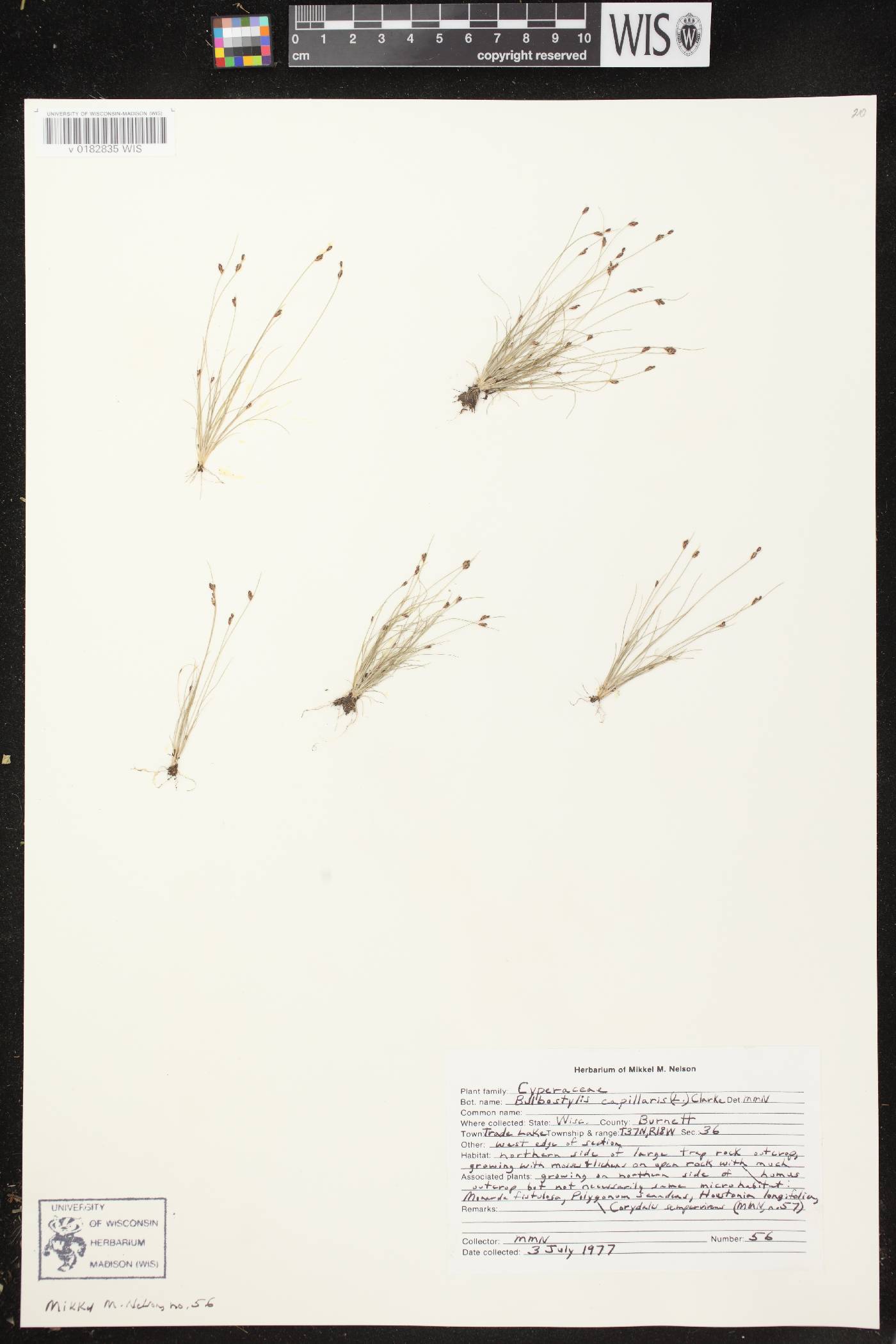 Bulbostylis capillaris image