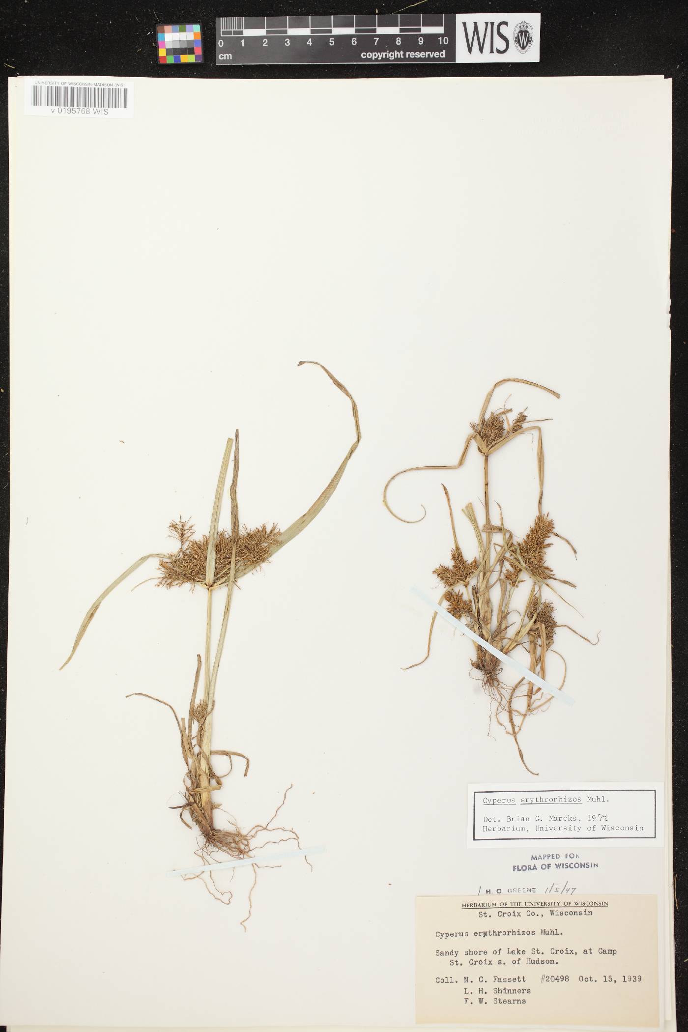 Cyperus erythrorhizos image