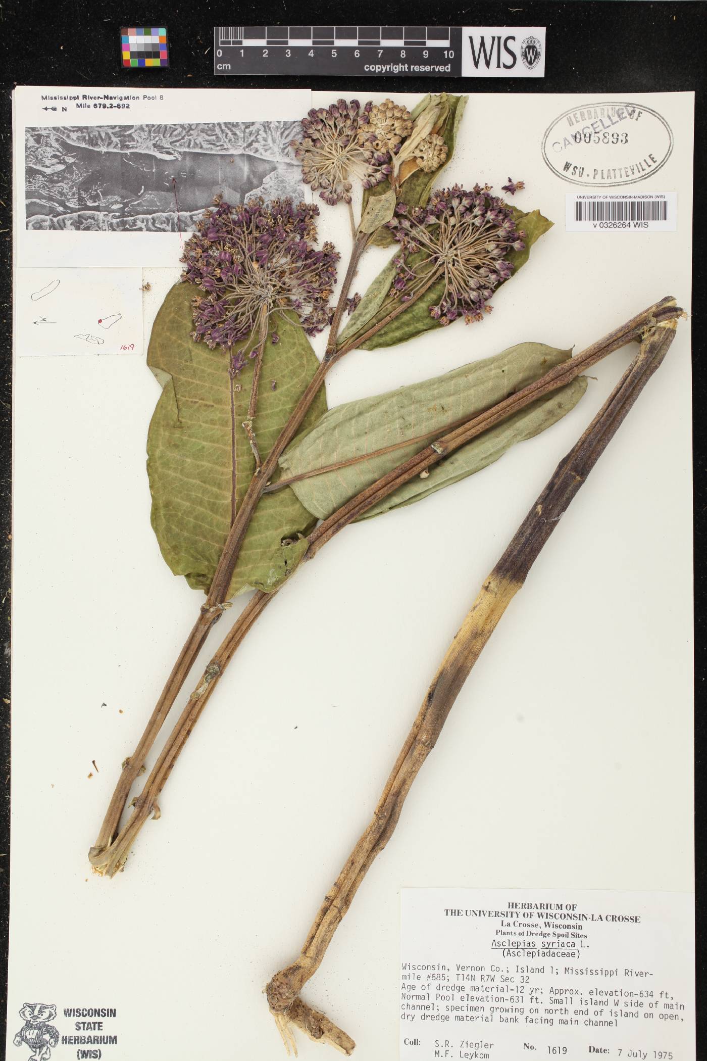 Asclepias syriaca image
