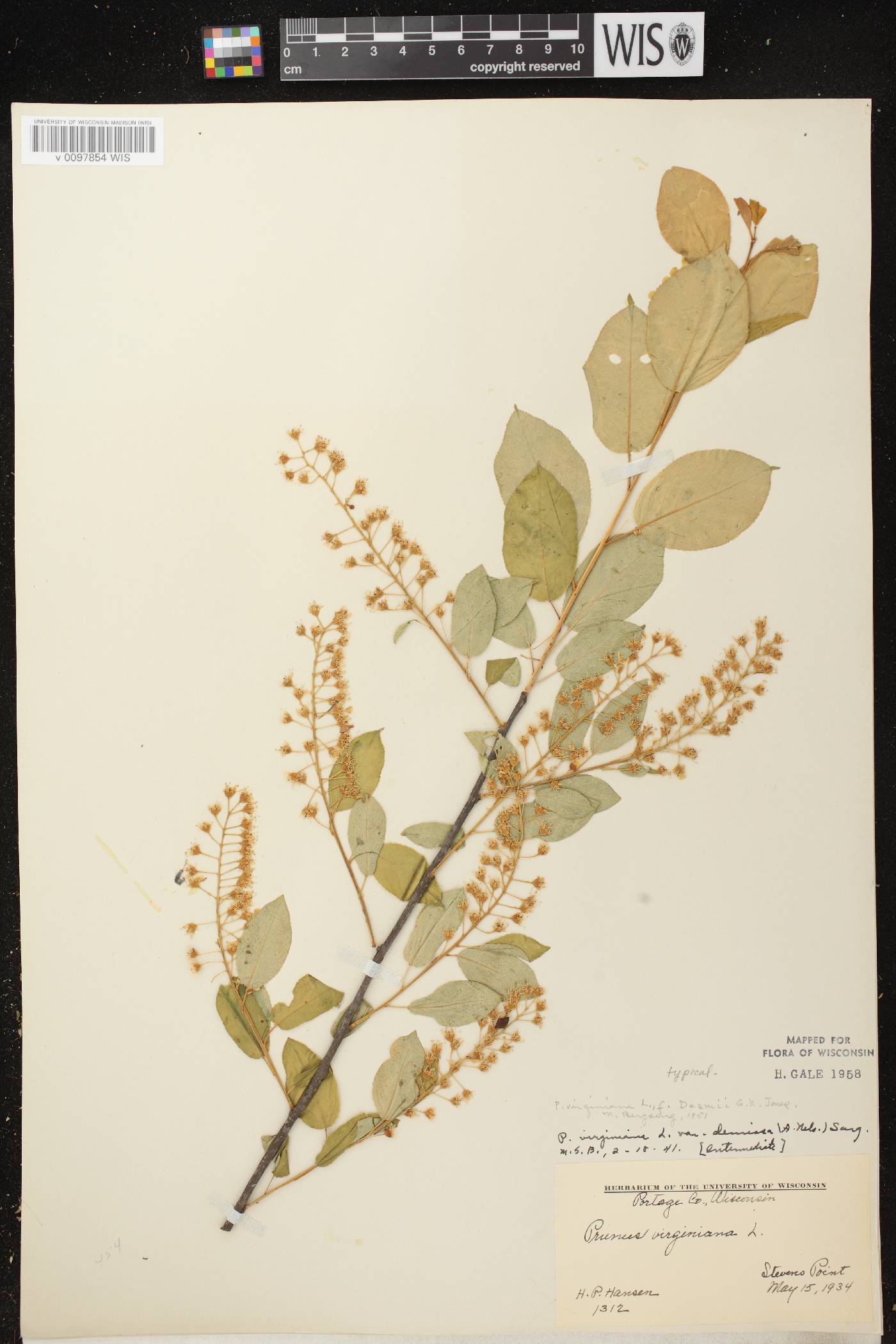 Prunus virginiana image