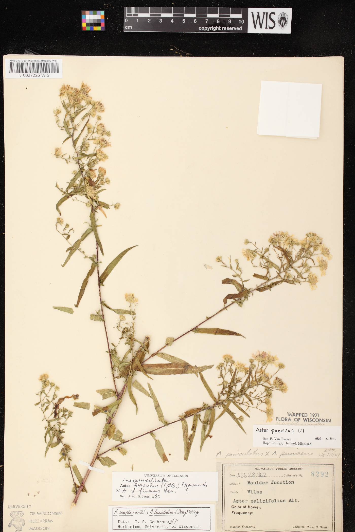 Symphyotrichum boreale image