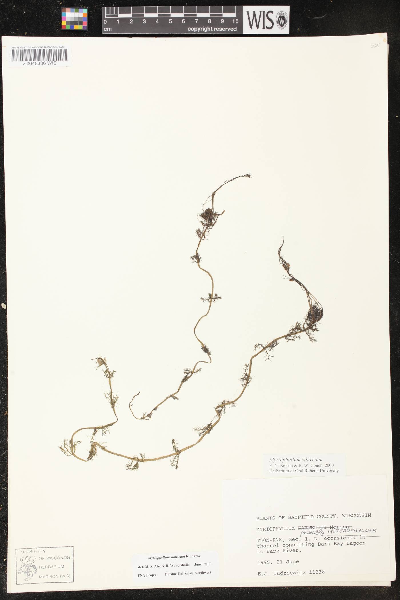 Myriophyllum sibiricum image
