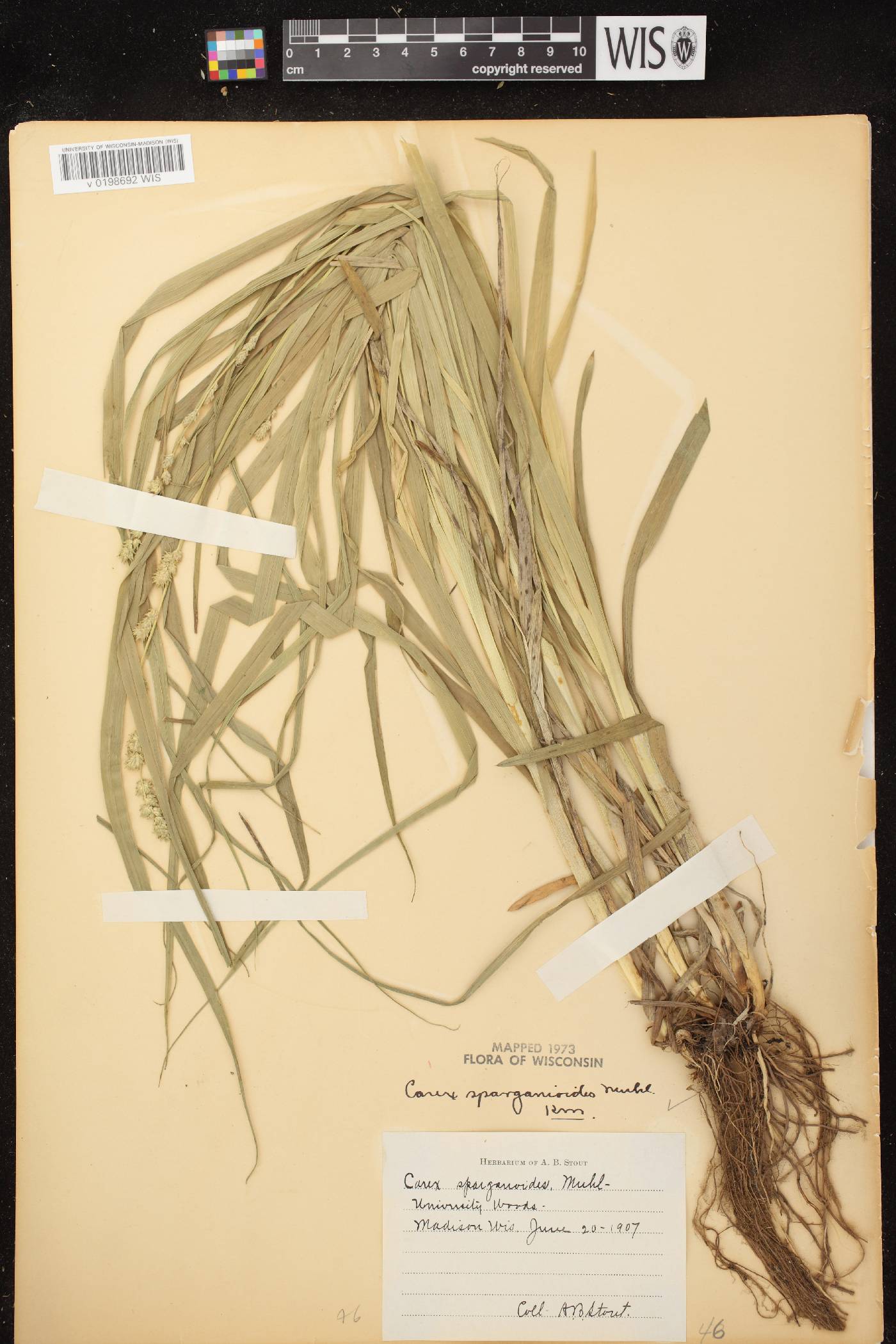 Carex sparganioides image